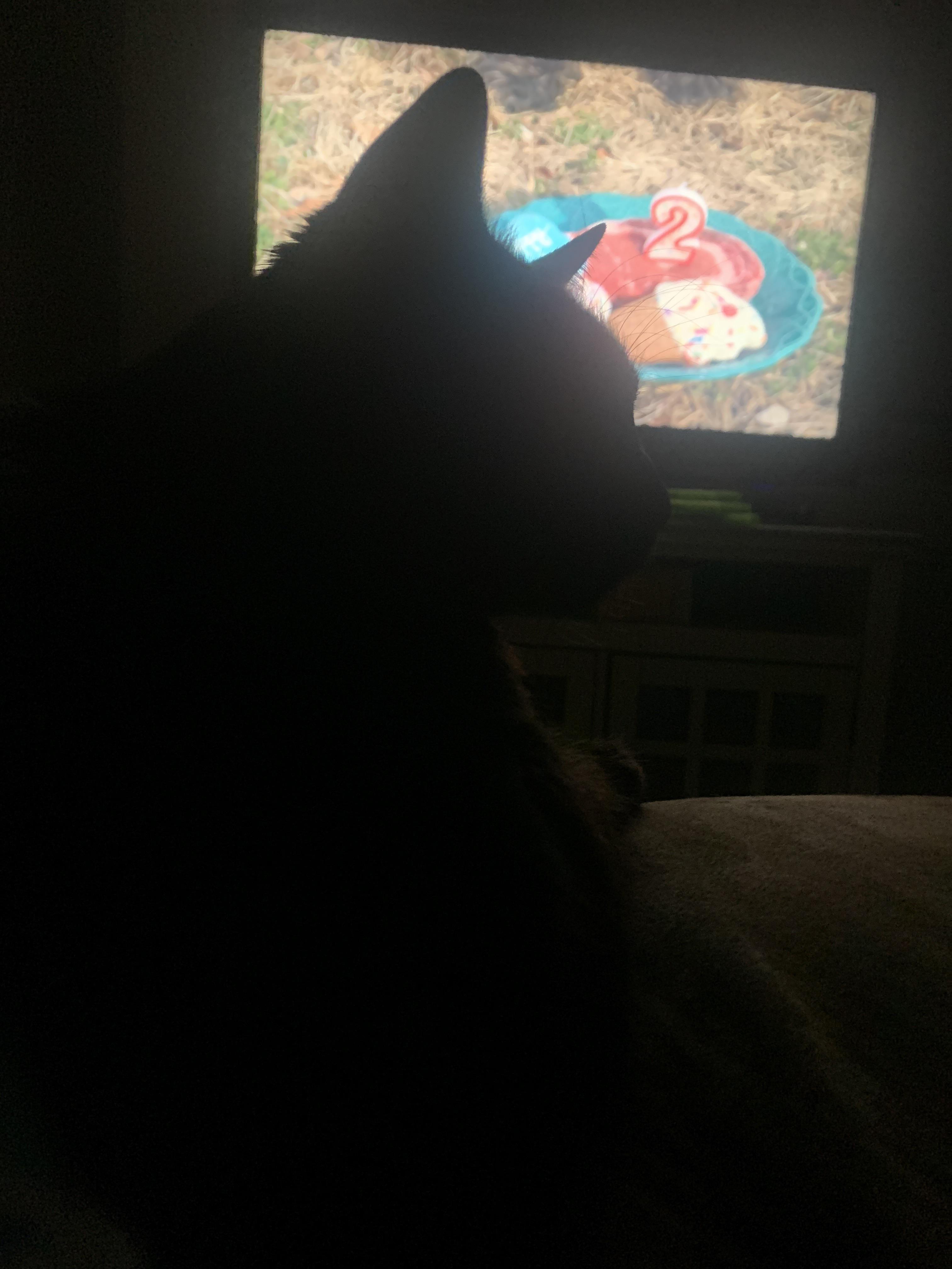 My cat watches ur vids with me all the time r/EmKay