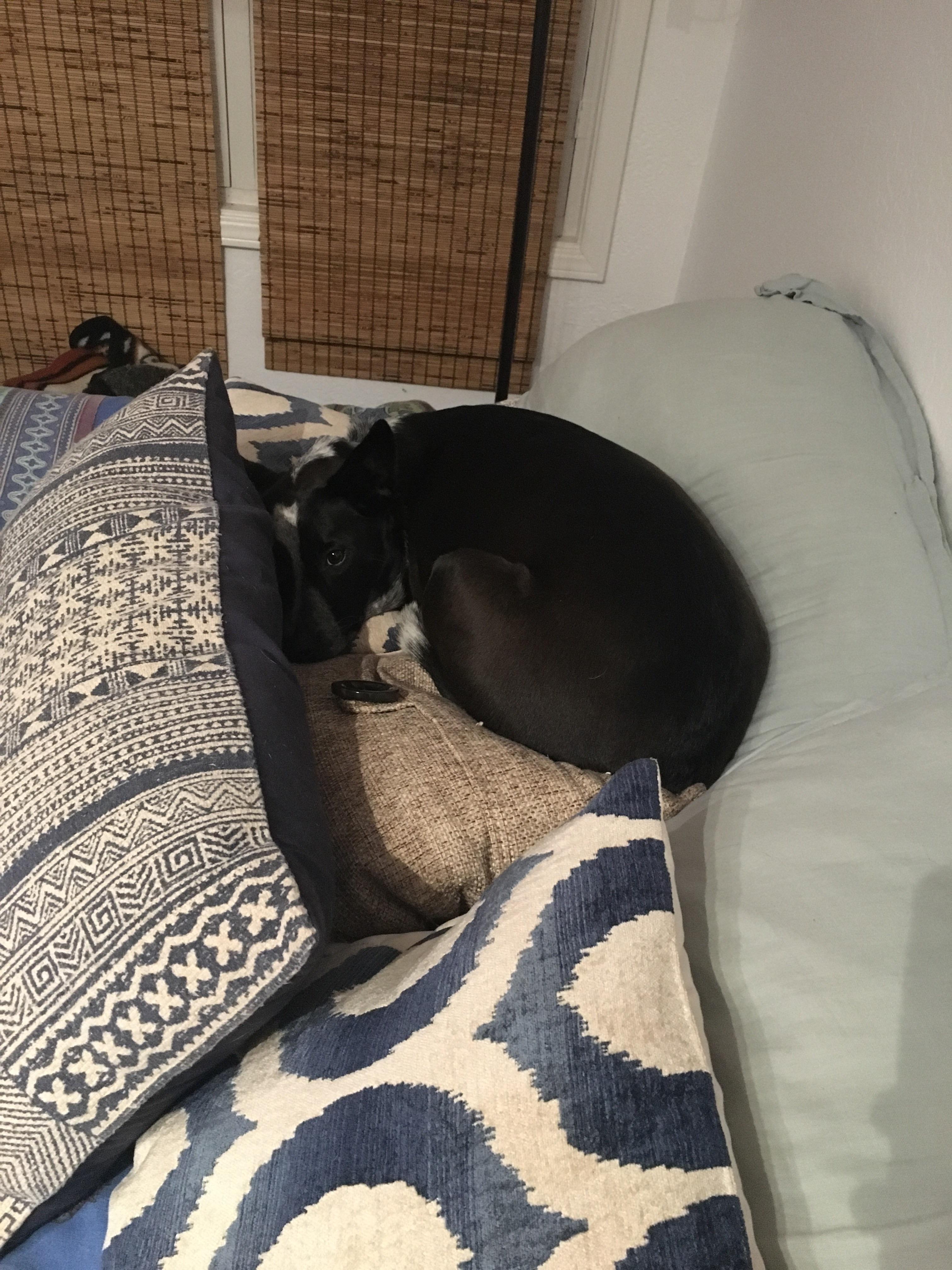 Anybody else’s dogs make nests? r/AustralianCattleDog