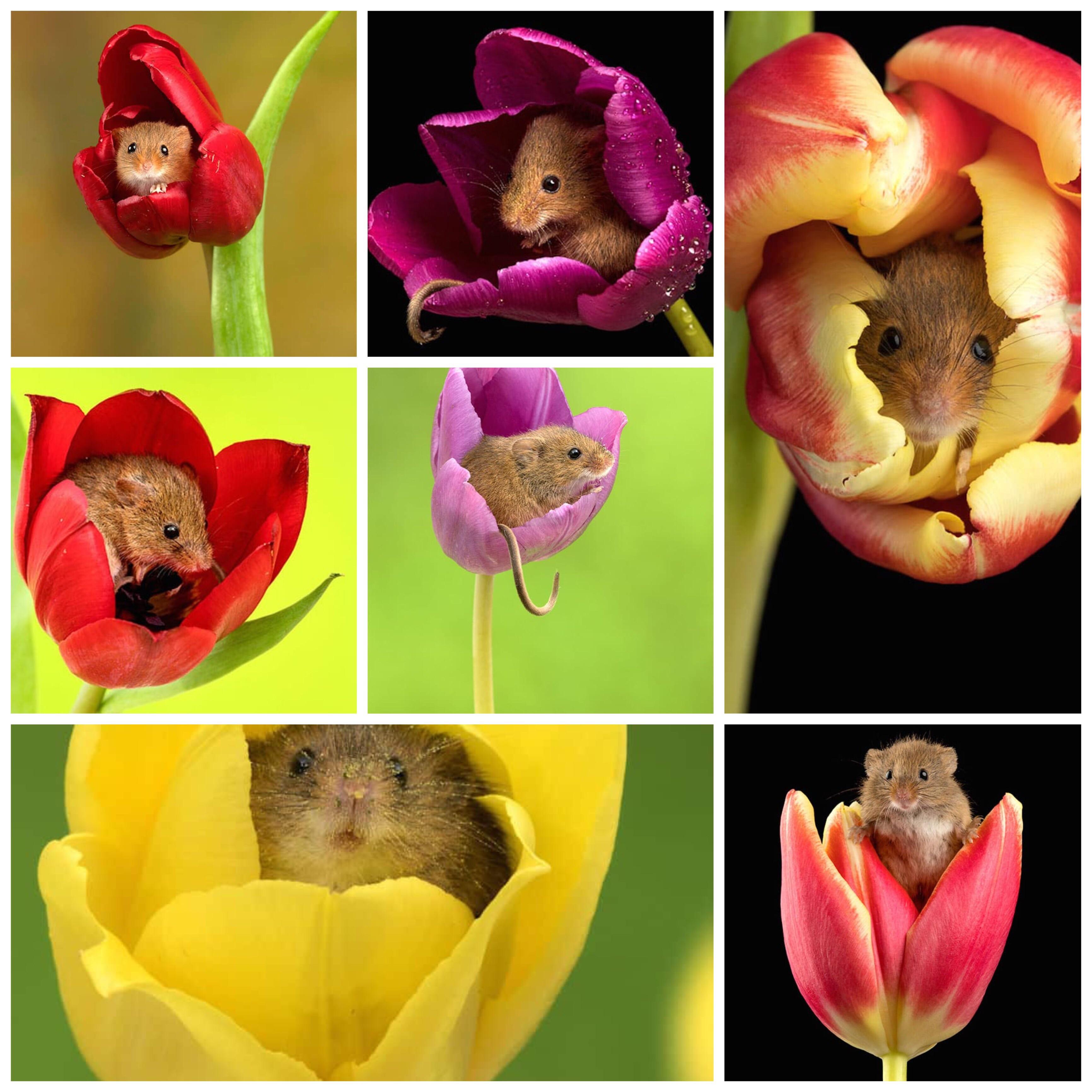 Harvest Mice like going into flowers to eat pollen and sometimes even