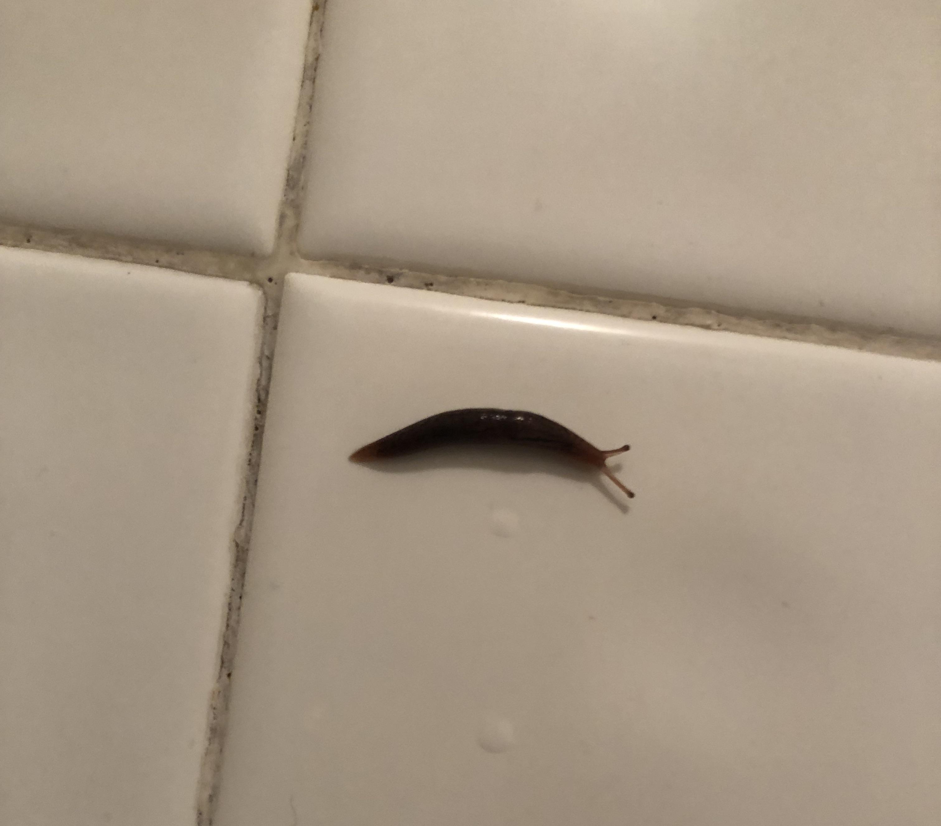 Ignore the dirty wall, but is this a slug in my shower? r/whatsthisbug