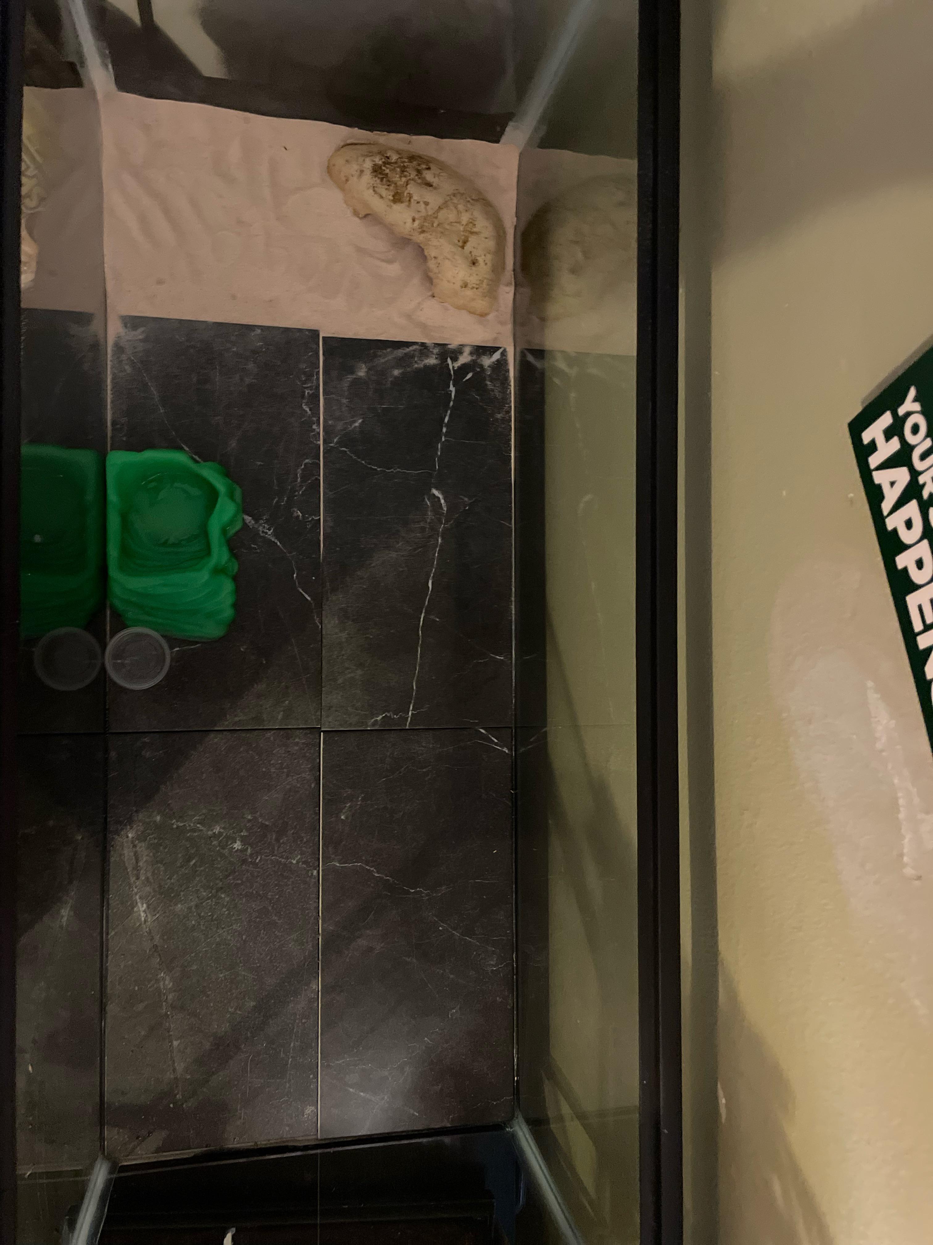 What side is best to put a heating pad under? r/leopardgeckos