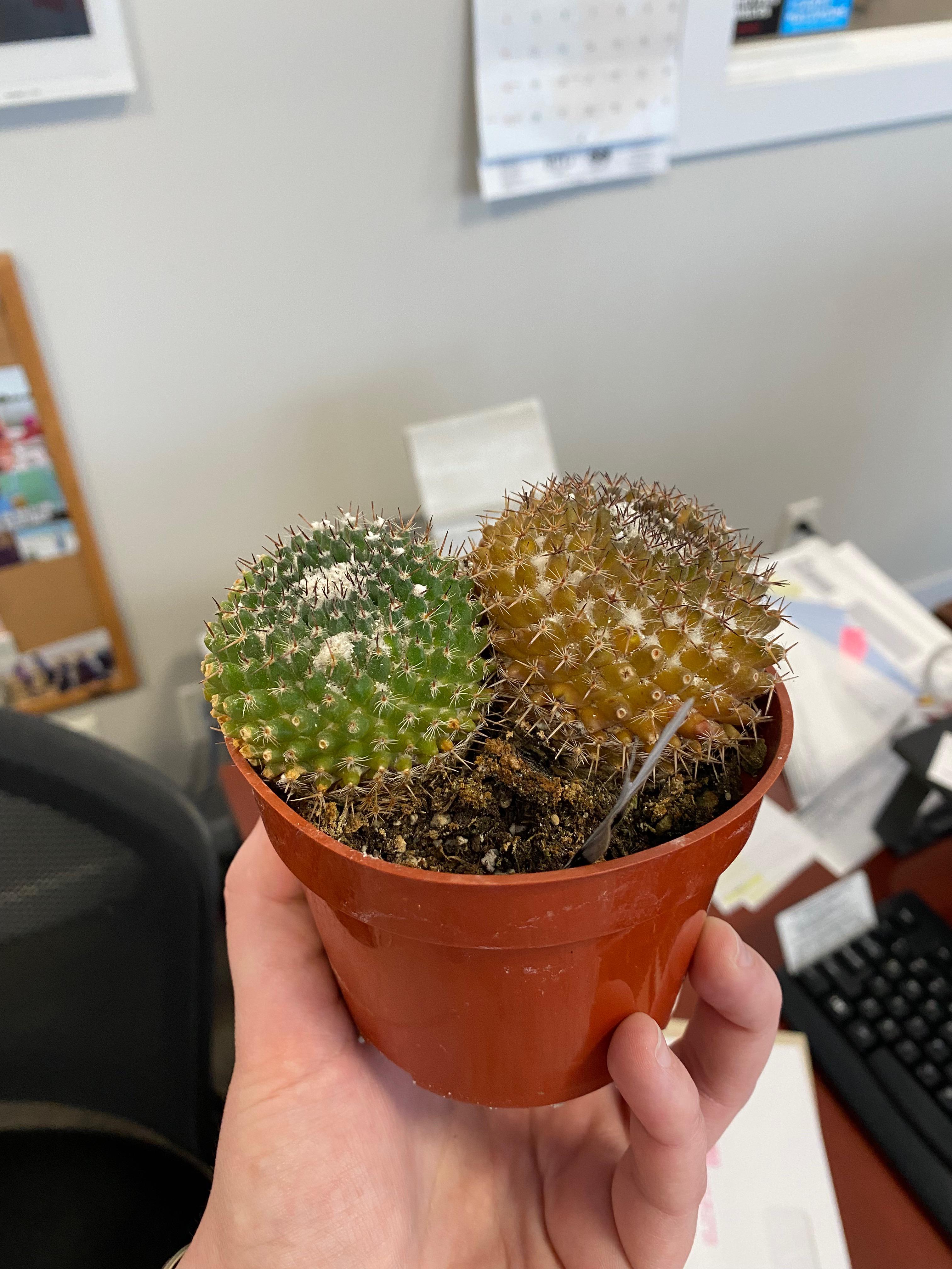 1 best u/furqueen2023 images on Pholder why is my work cactus brown