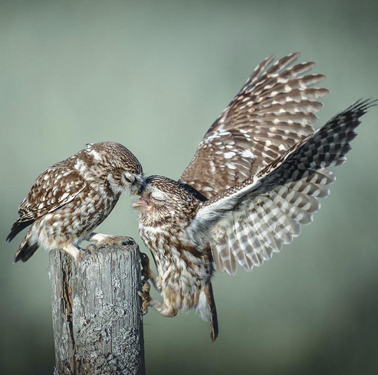 🔥 Owls showing affection 🔥 r/NatureIsFuckingLit