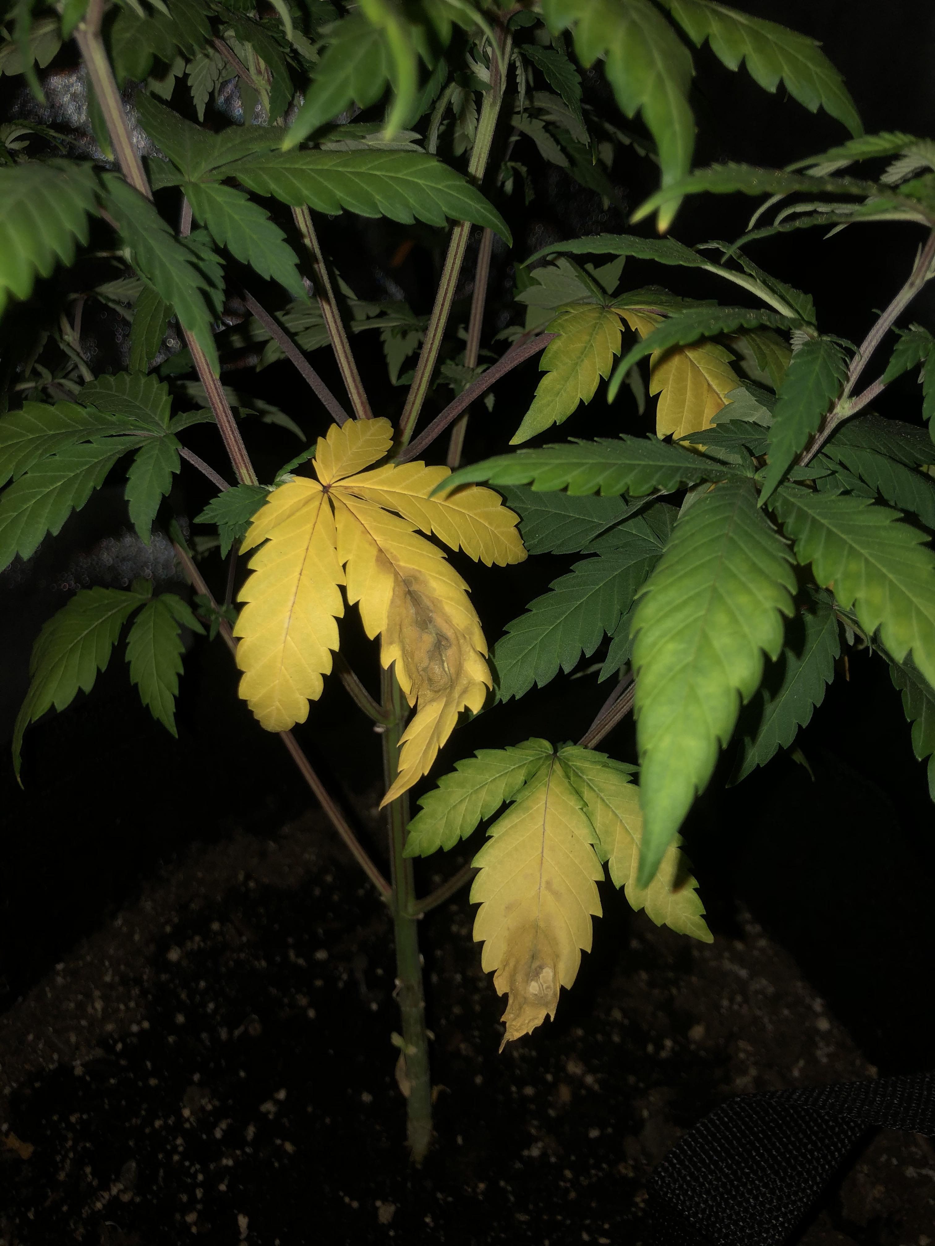 First ever grow and my lower fan leaves are yellowing and starting to