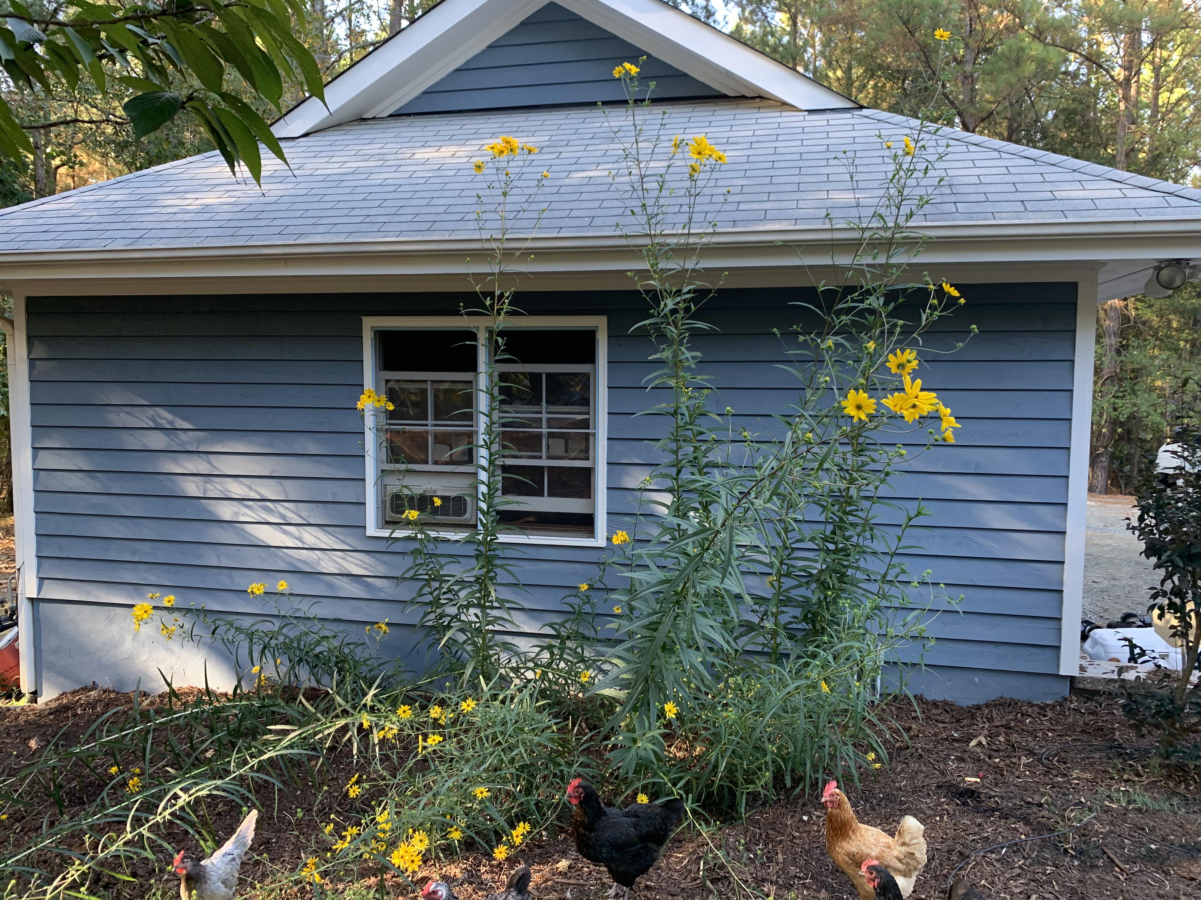 Swamp sunflowers, Chickens for reference (no bananas available) r