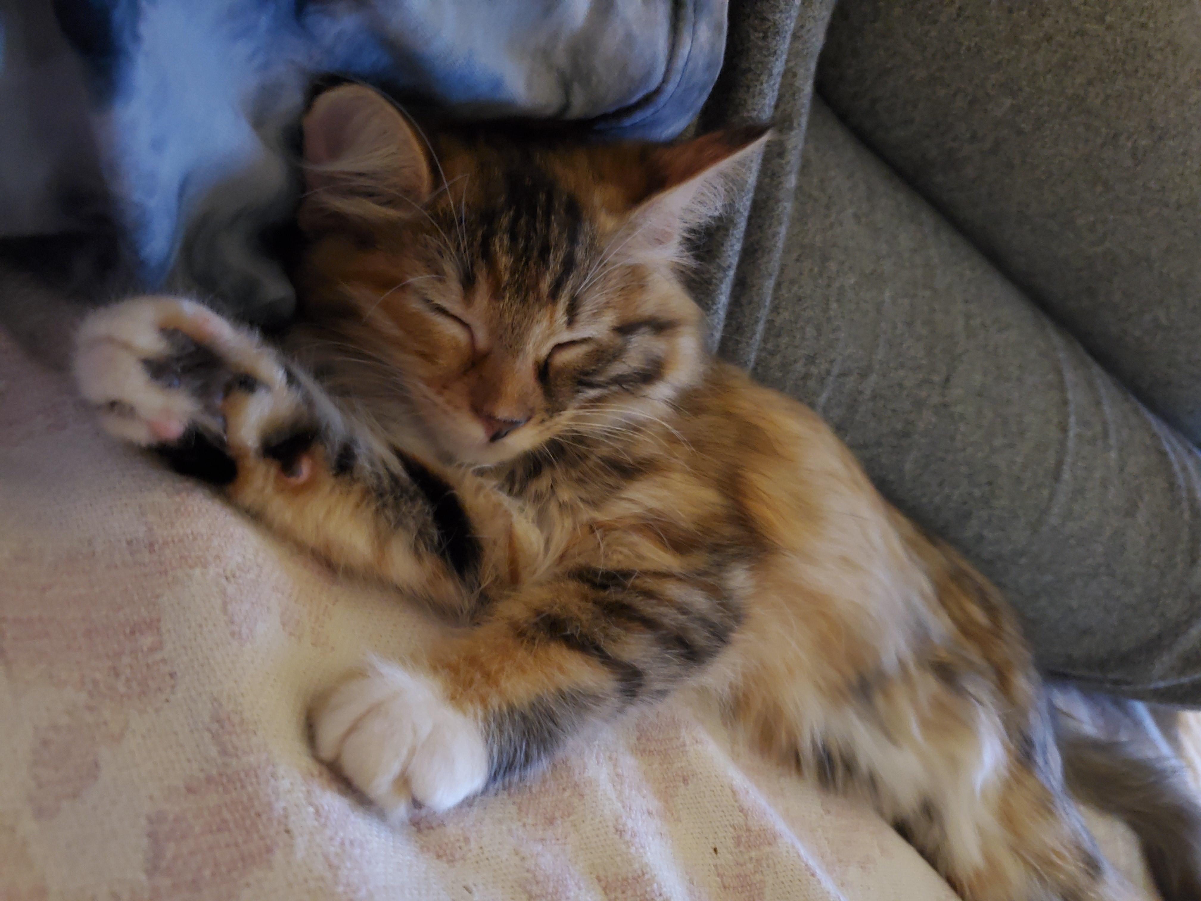 My half maine coon half bengal baby r/mainecoons