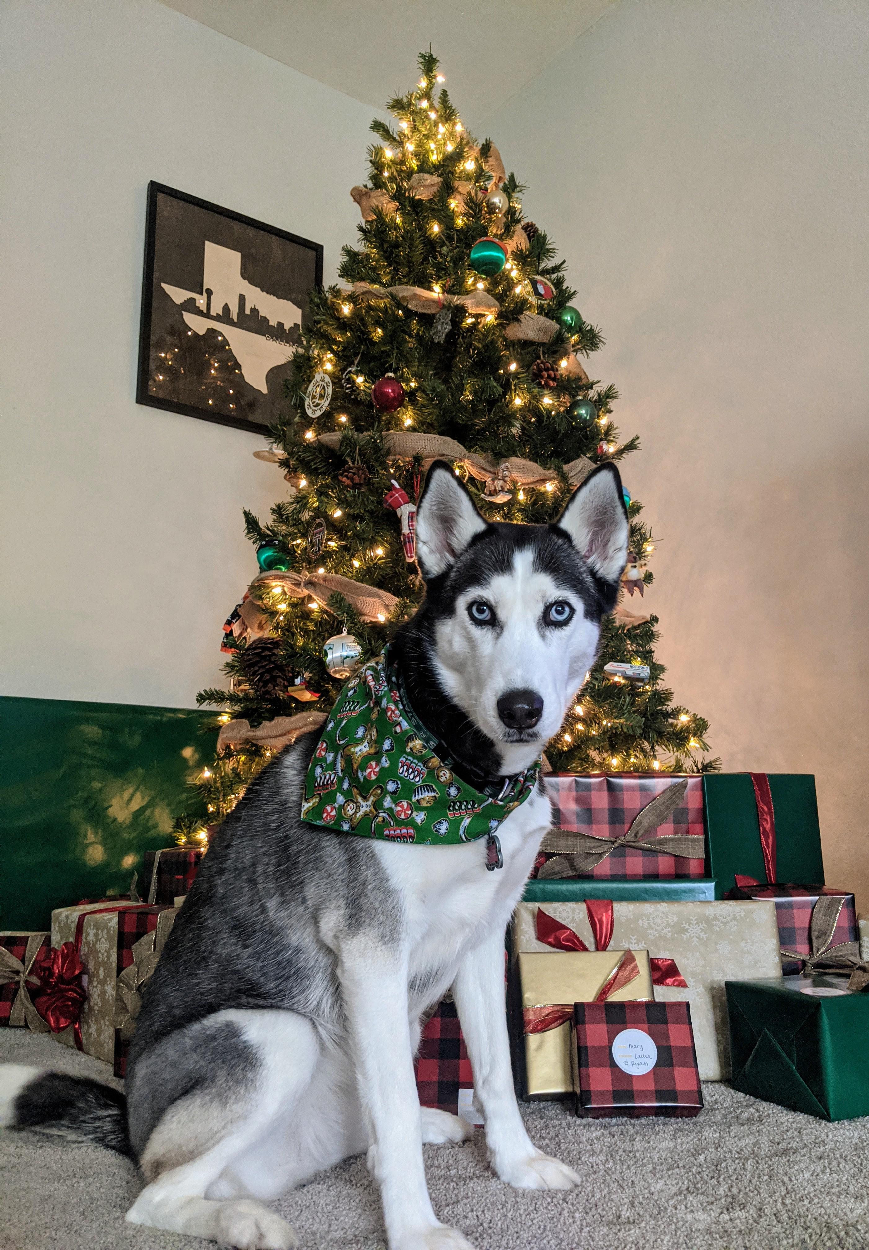 Merry Christmas Husky Merry Christmas husky
