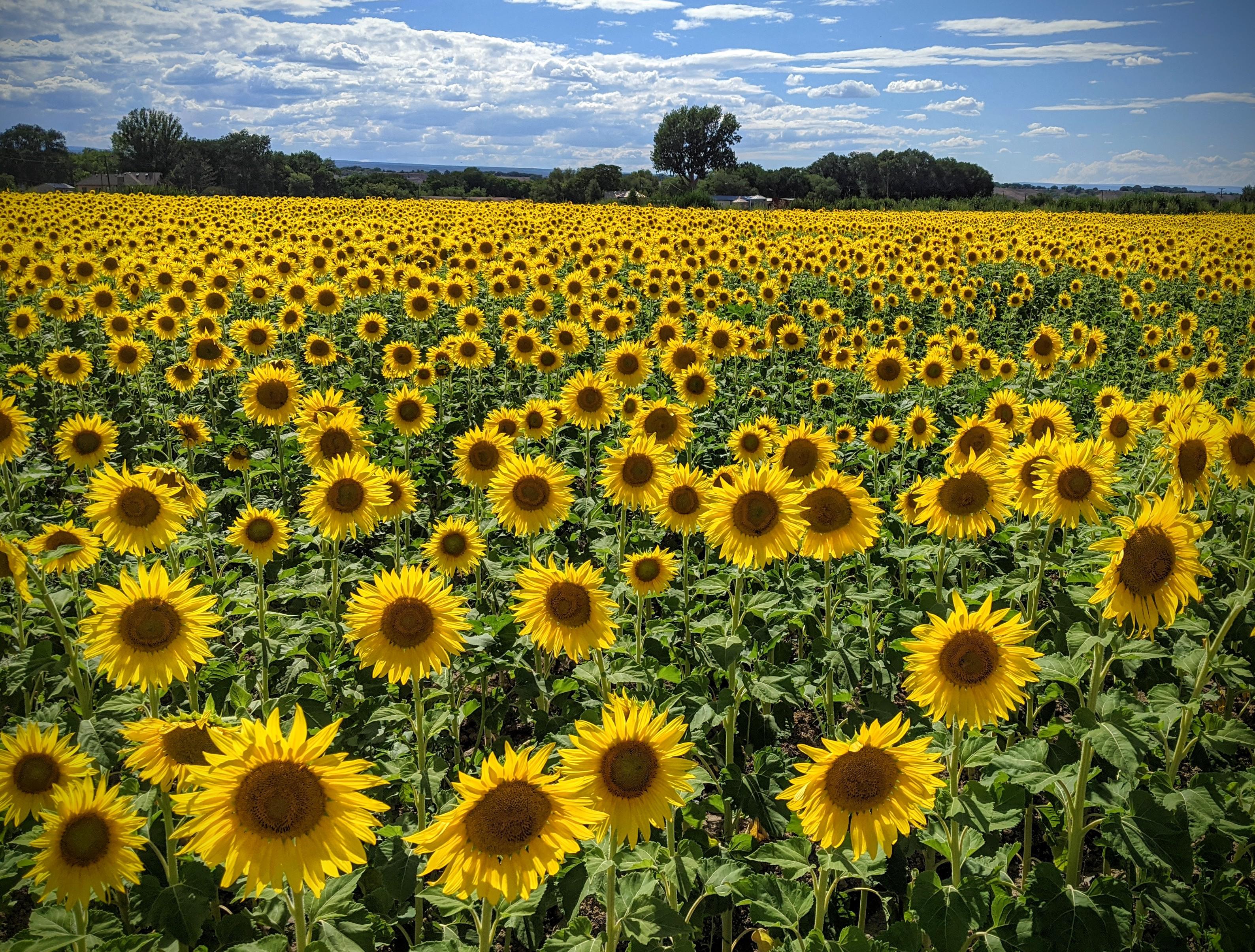 Sea of Sunflowers Olathe, Colorado [3176 x 2109] (OC) r/EarthPorn