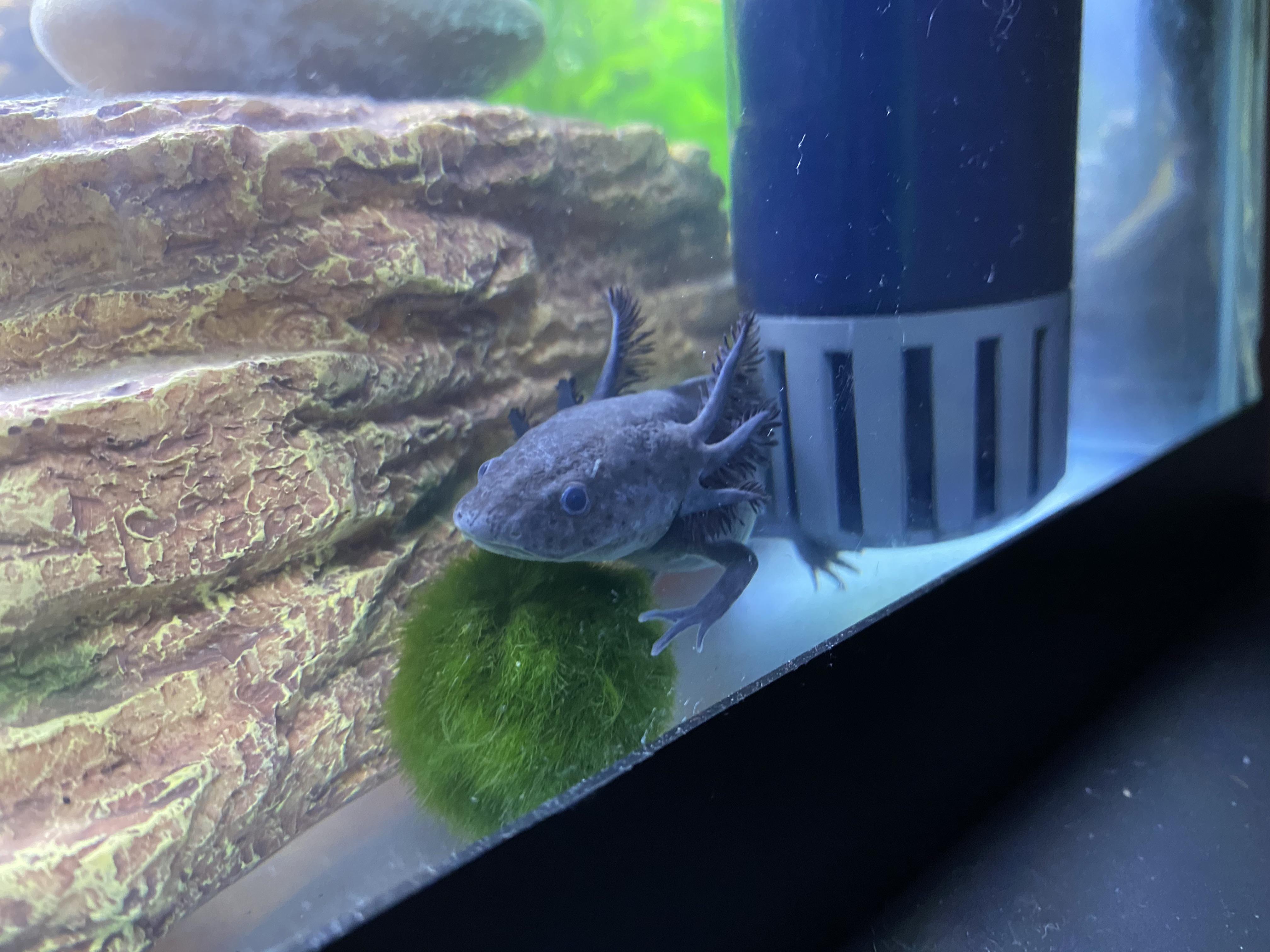 Everyone meet Sushi 🤧 my new baby he loves his moss balls r/axolotls