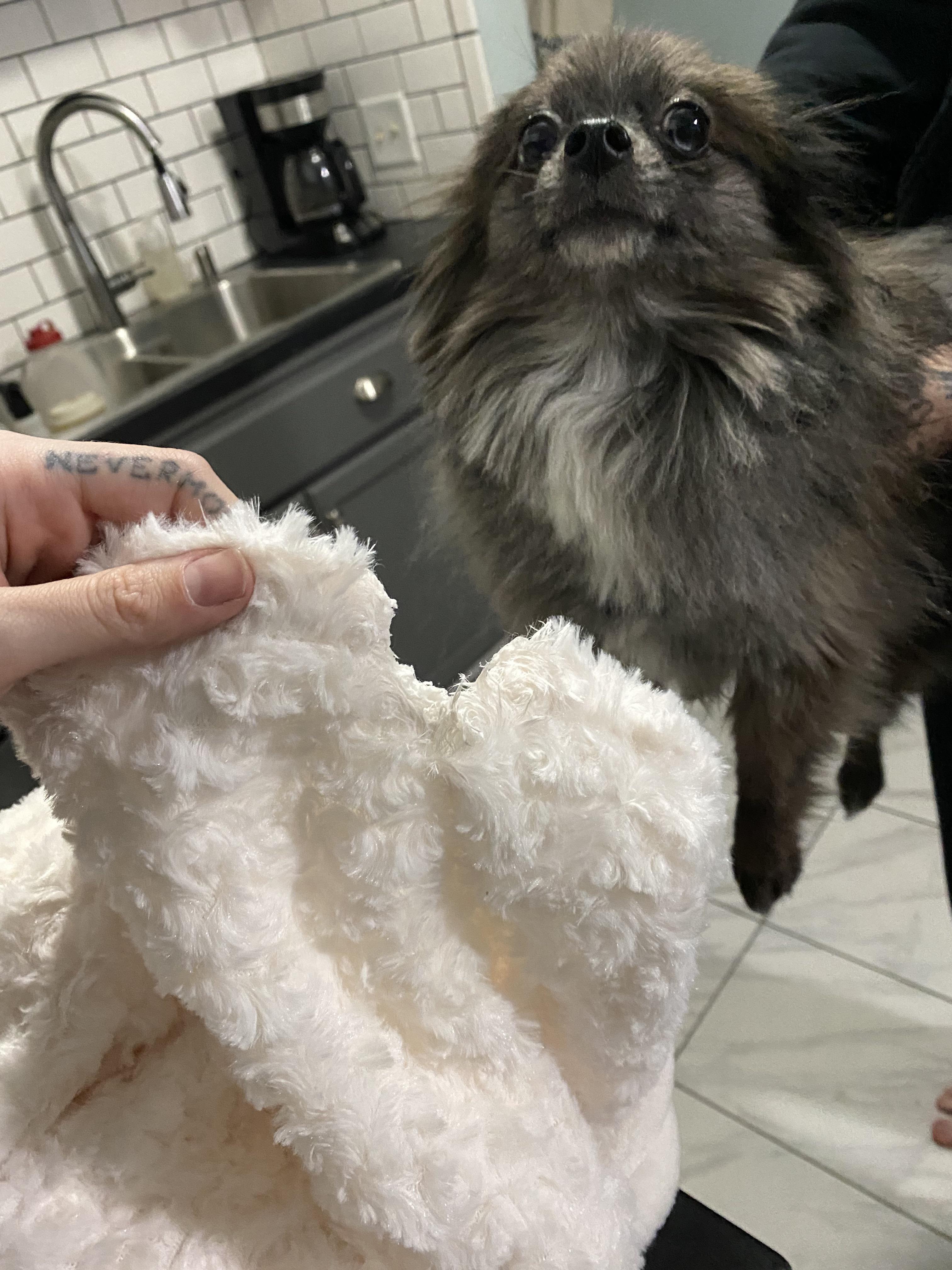 He ate my GWP blanket! It was only in my house for 10 minutes! 😭 r/Ulta