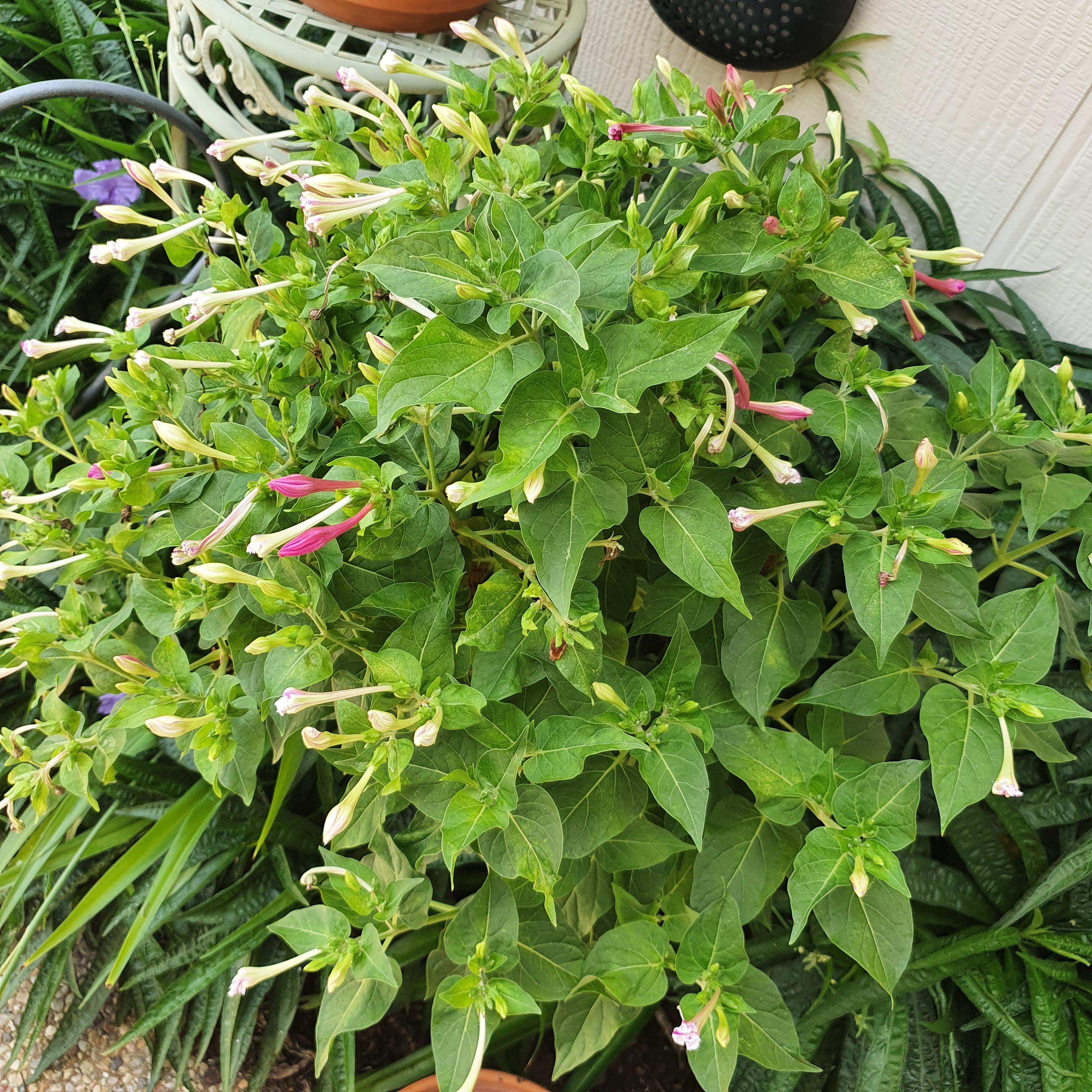What is this! Perennial, blooms at night.. and go! r/garden