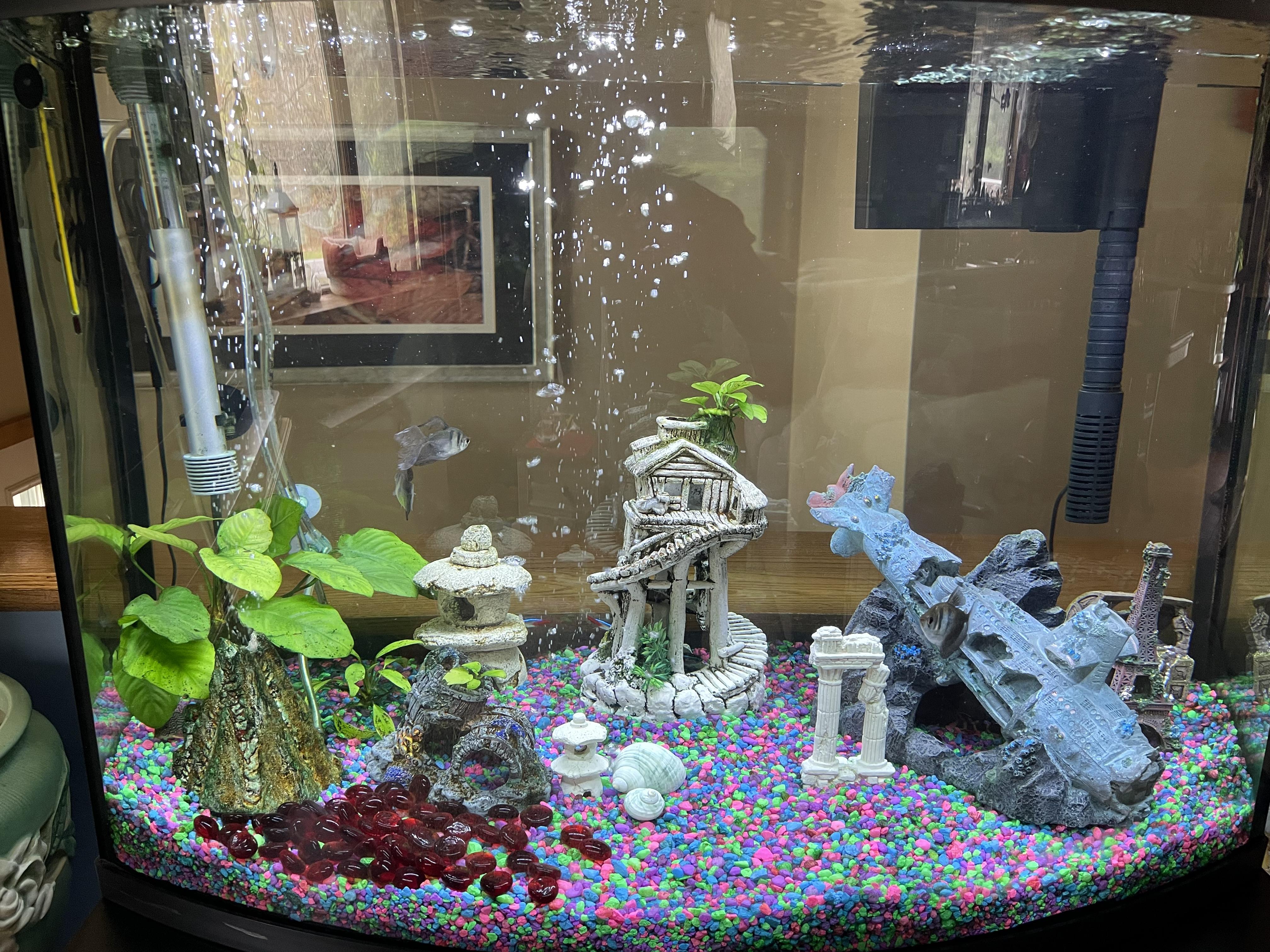 How do you keep your tanks so algae free? r/aquarium