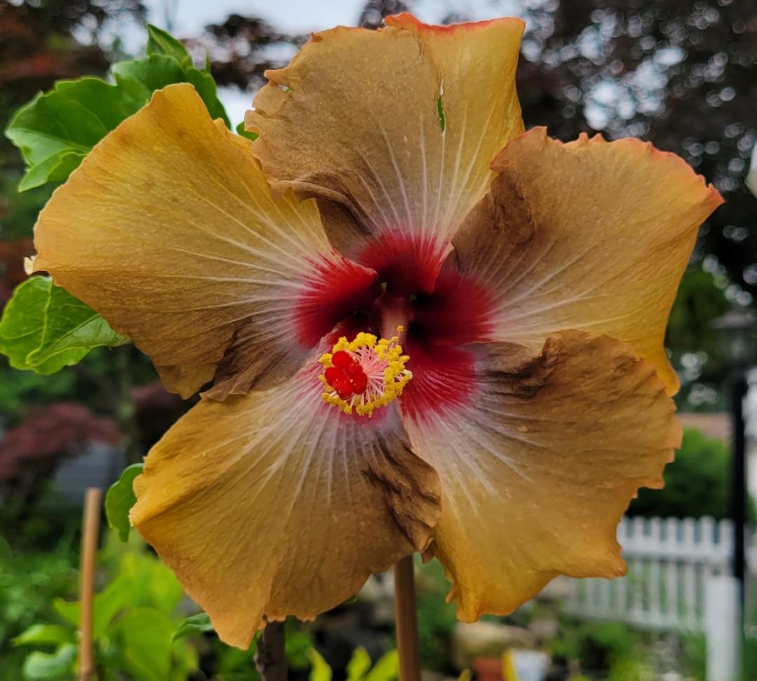 Maple sugar hibiscus ???? ???? ???? r/BotanicalPorn