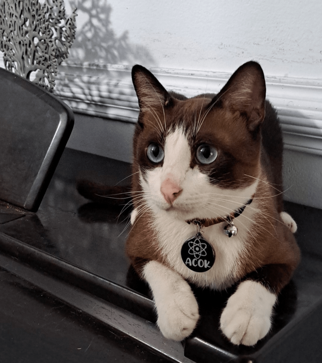 Why are brown cats not very common? r/cats