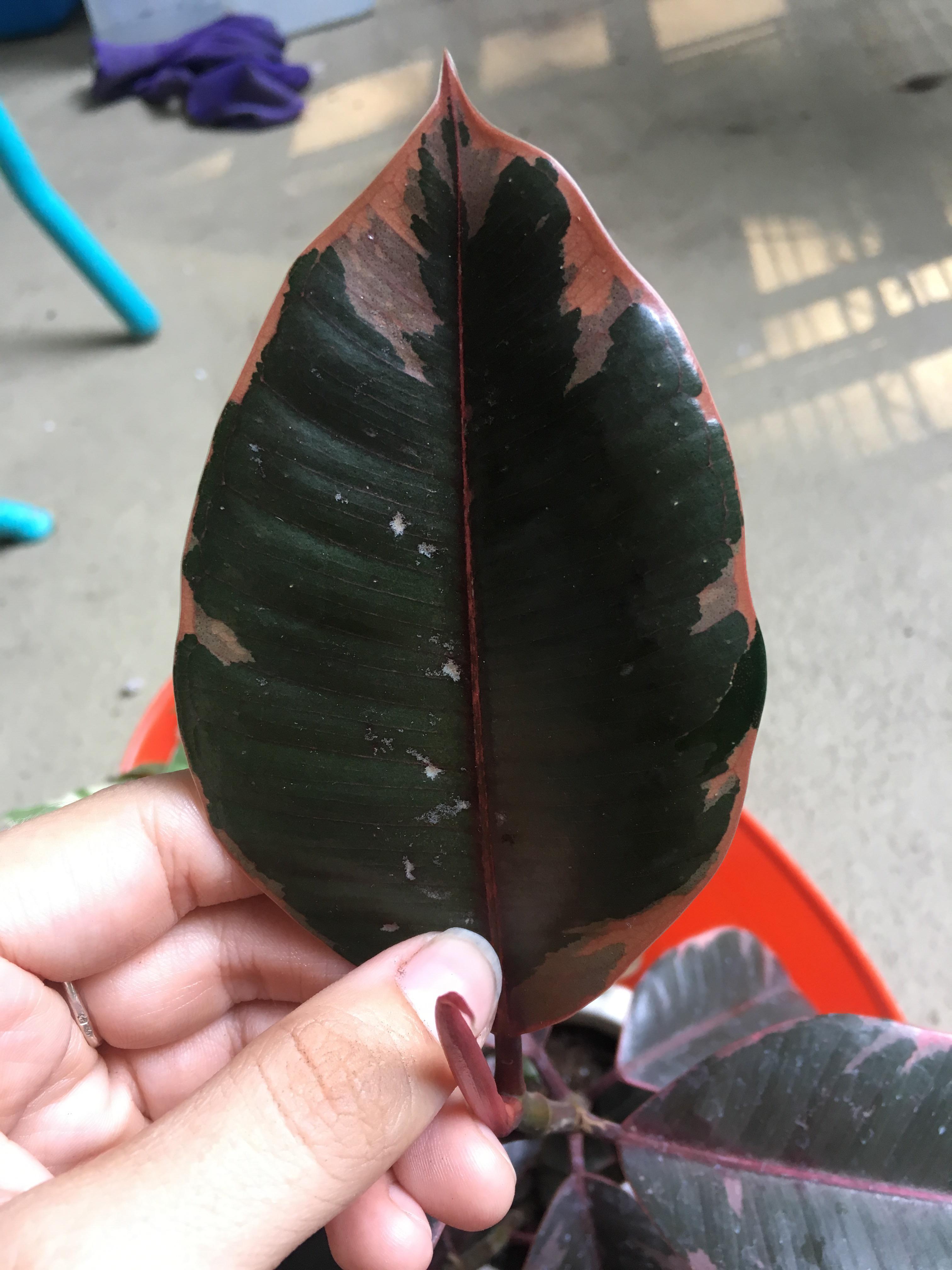 What’s this white stuff on my rubber tree? r/houseplants