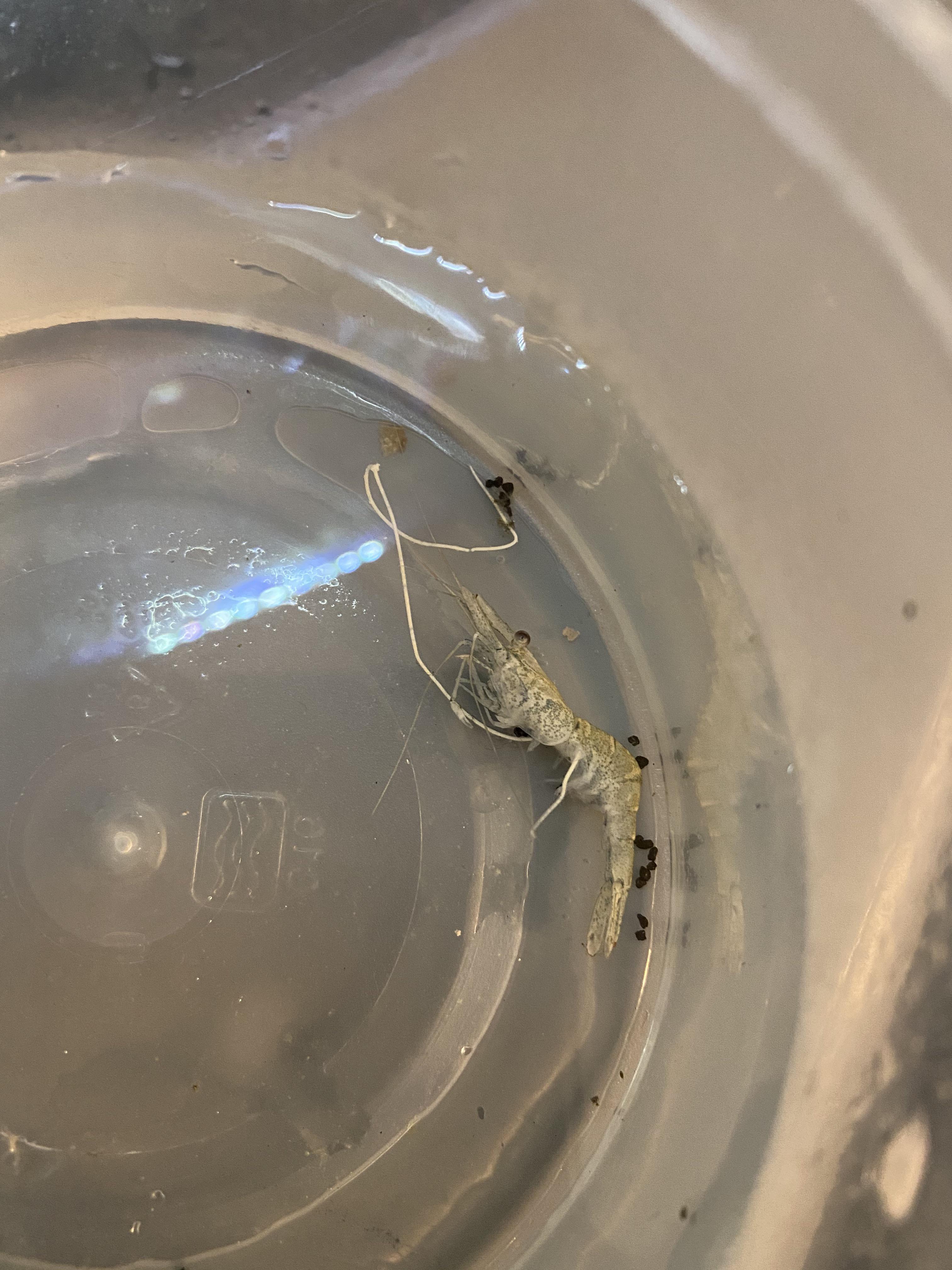 Ghost Shrimp claimed by horsehair worm r/Aquariums