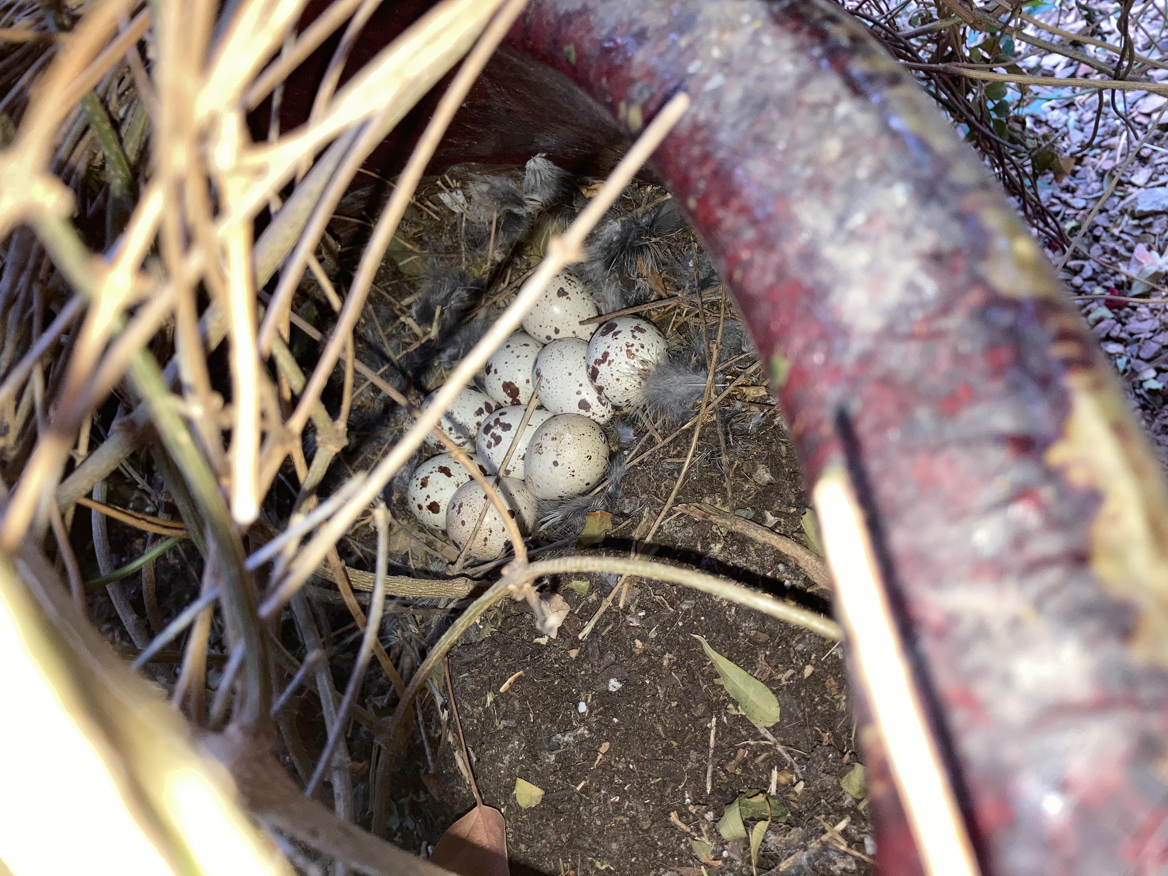 I’ve found these quail eggs in my backyard under a plant and identified them as Gambels quail. I