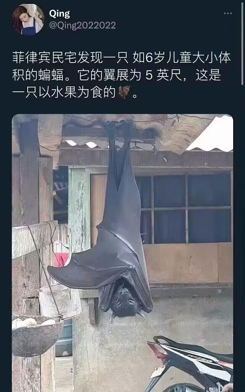 Bat in Philippines that eat fruit r/lostpause