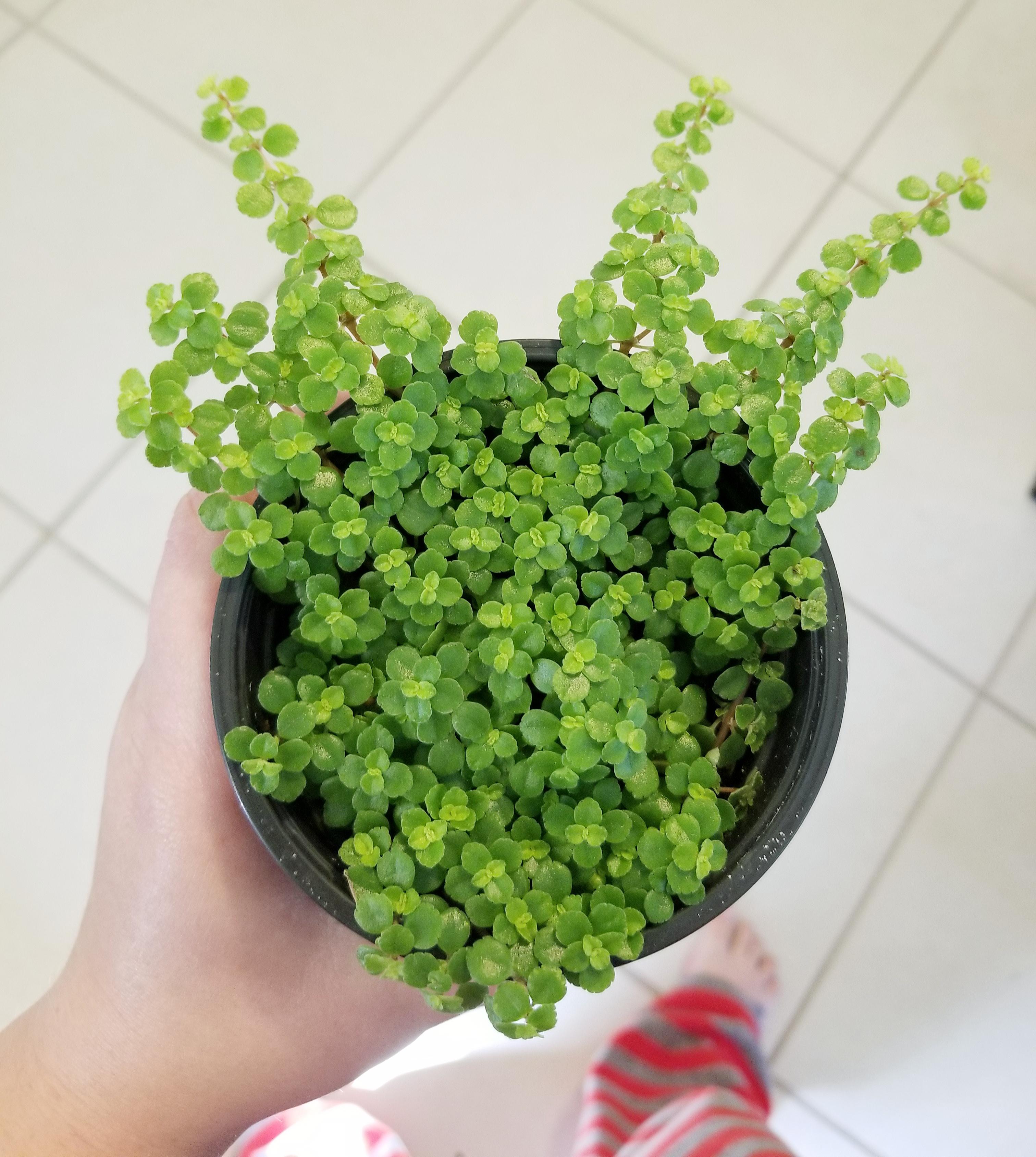 How flat and compact my pot of baby's tears are deeply satisfies me r