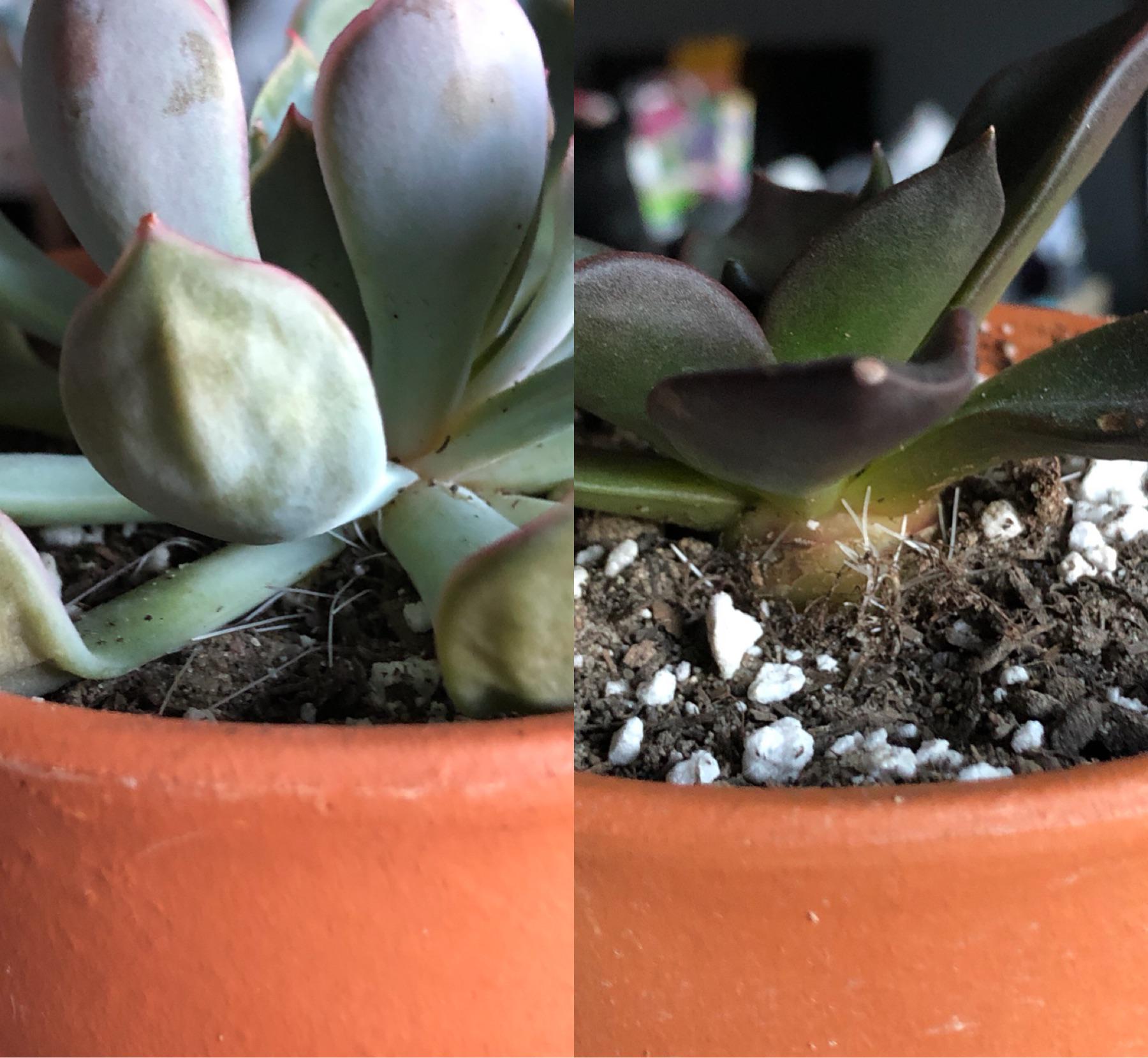 Two of my succulents roots seem to be growing upwards out