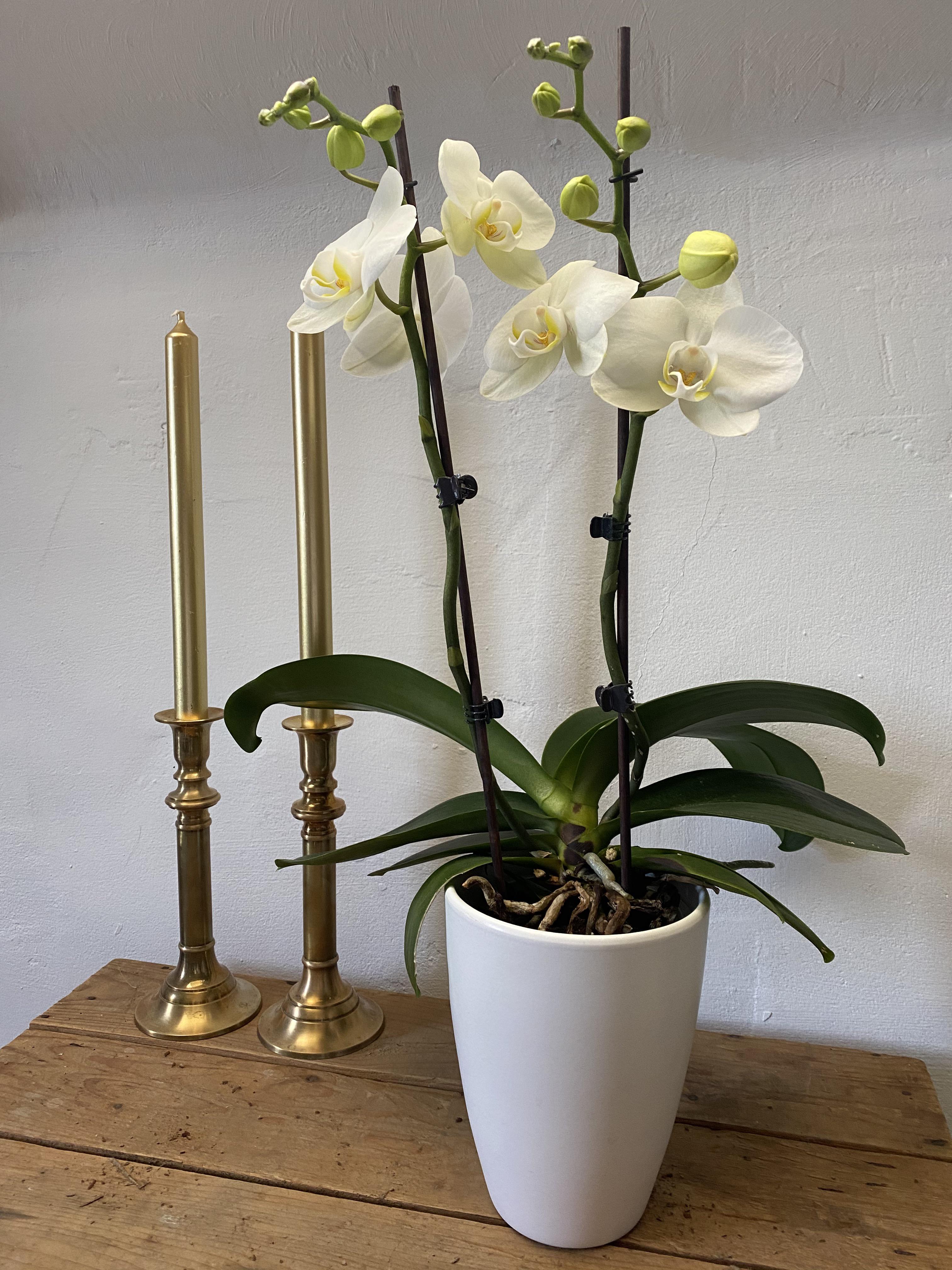 My first success in getting my orchid to rebloom! Never throwing away