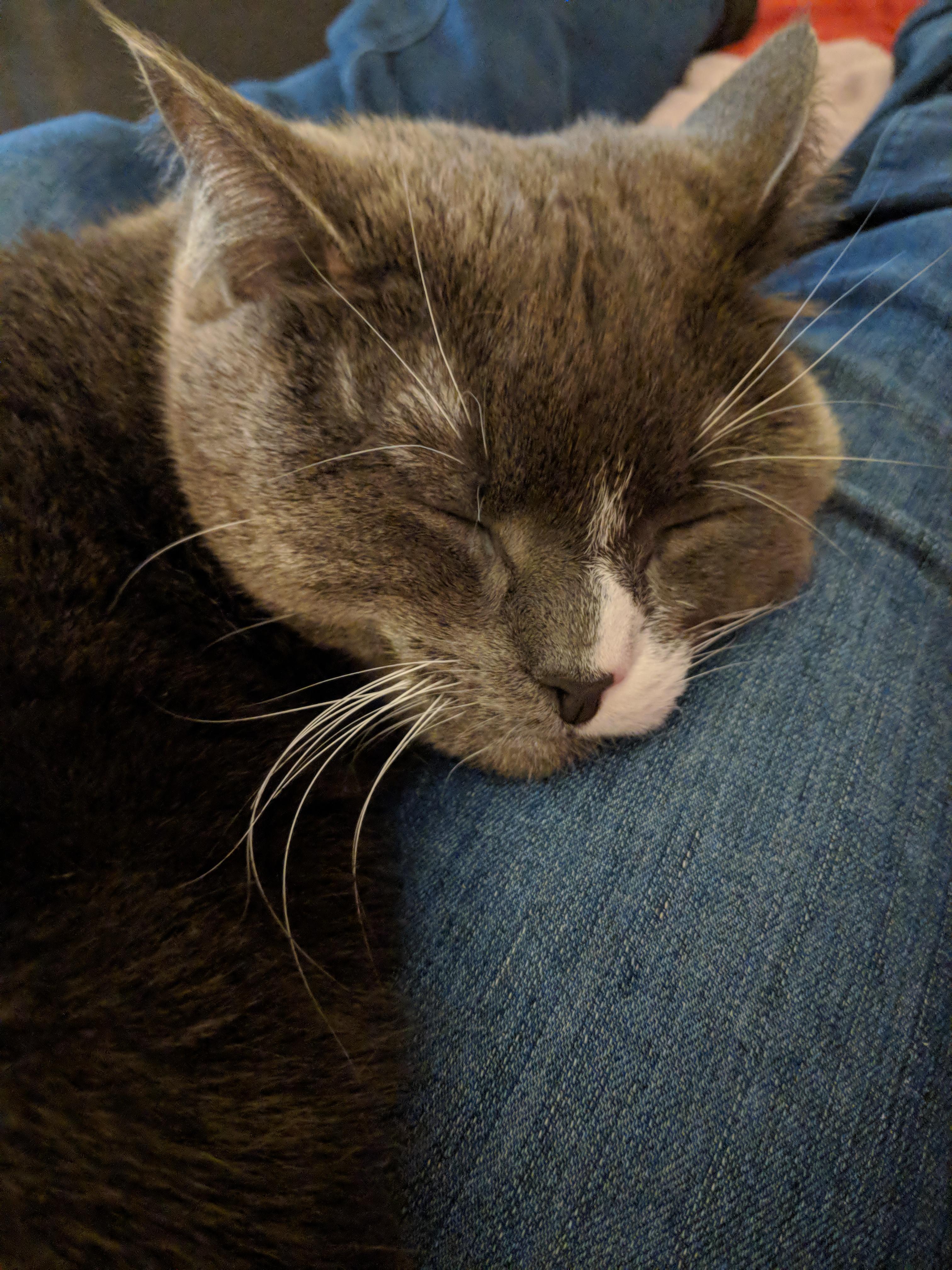 My leg makes a great cat pillow Reddit, meet Jellybean r/aww