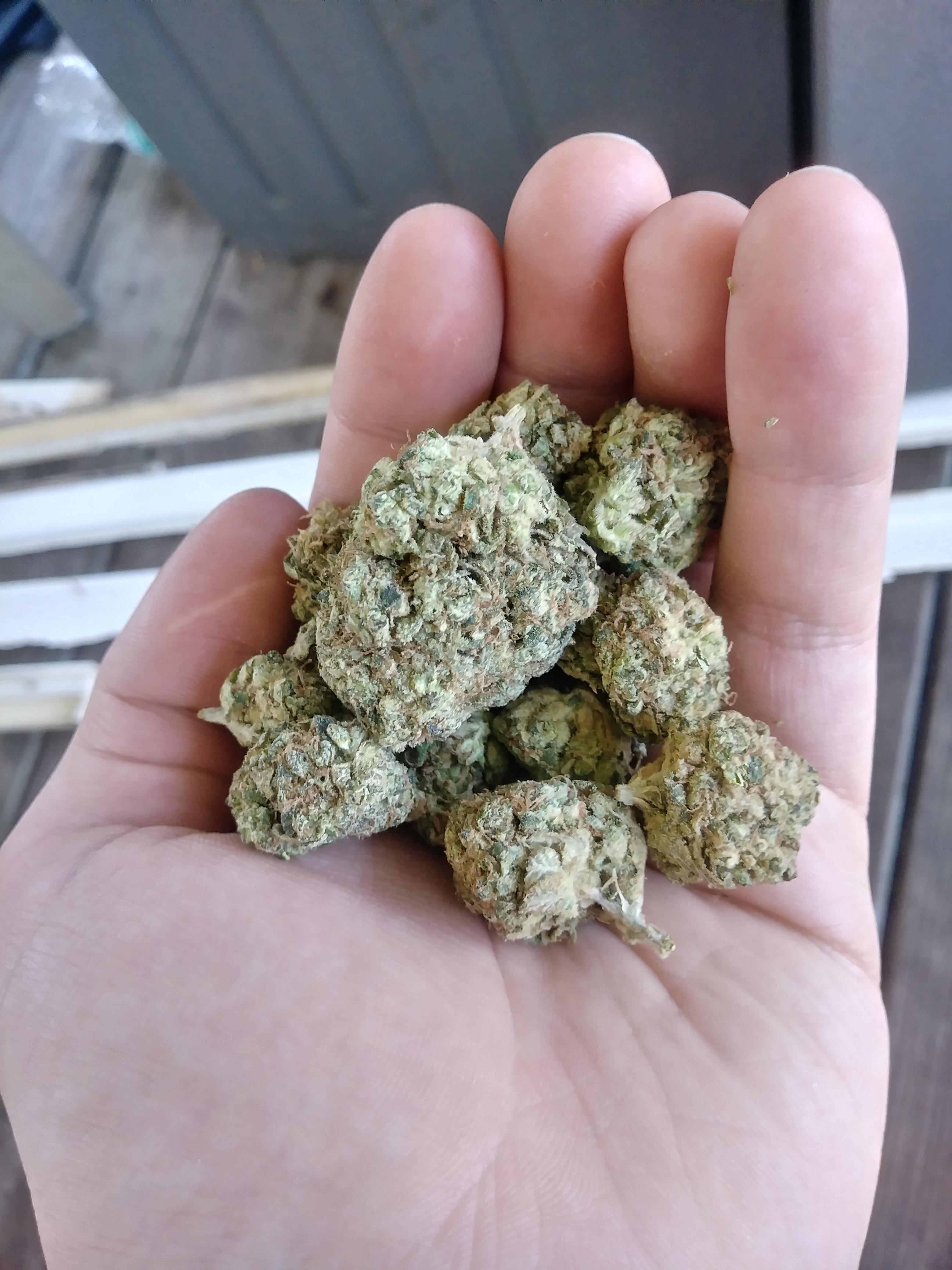 Top shelf Medical trees in Orlando FL. Sour Diesel (8) r/trees