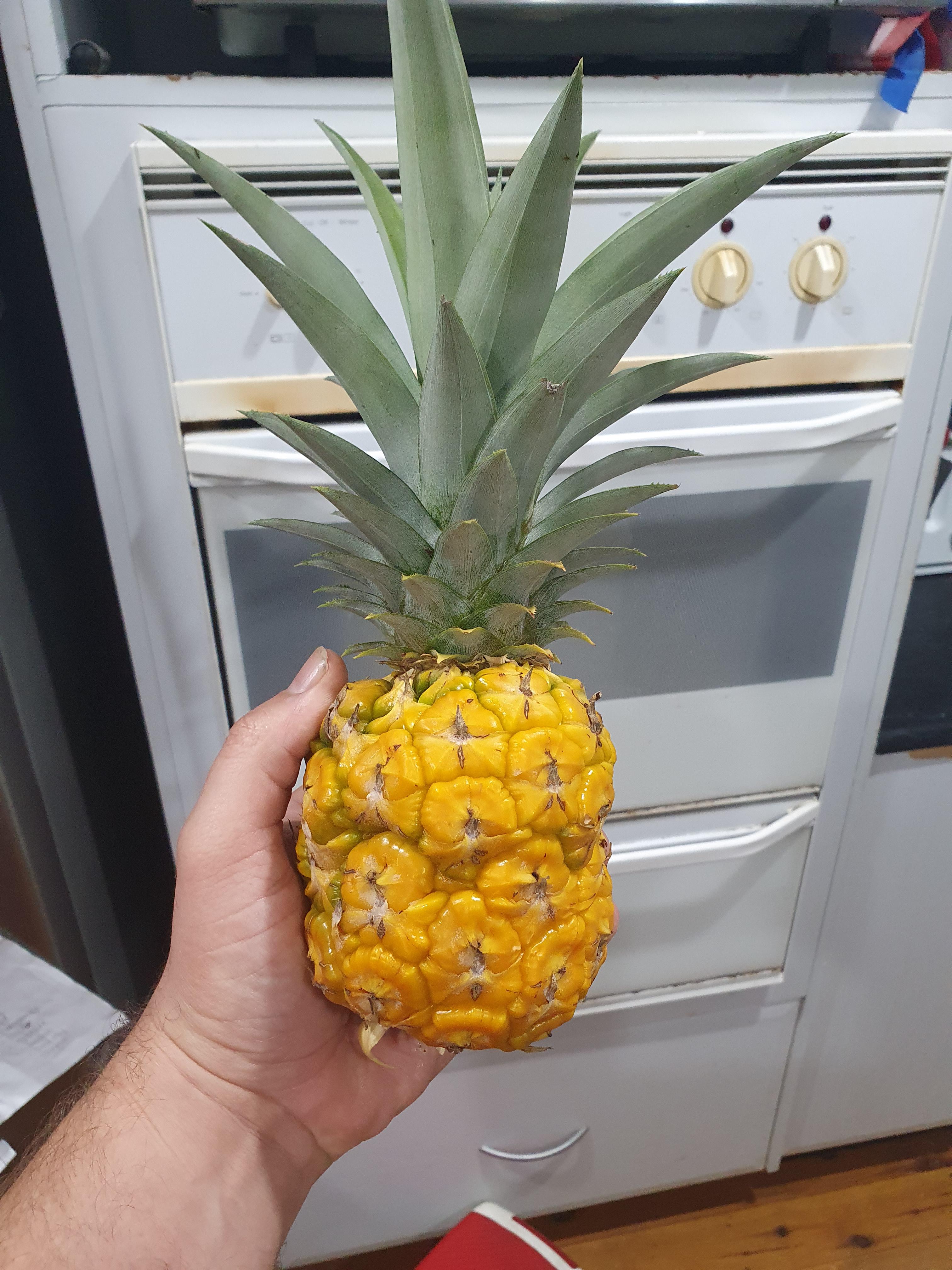 My pineapple grown from a cutoff supermarket top r/gardening