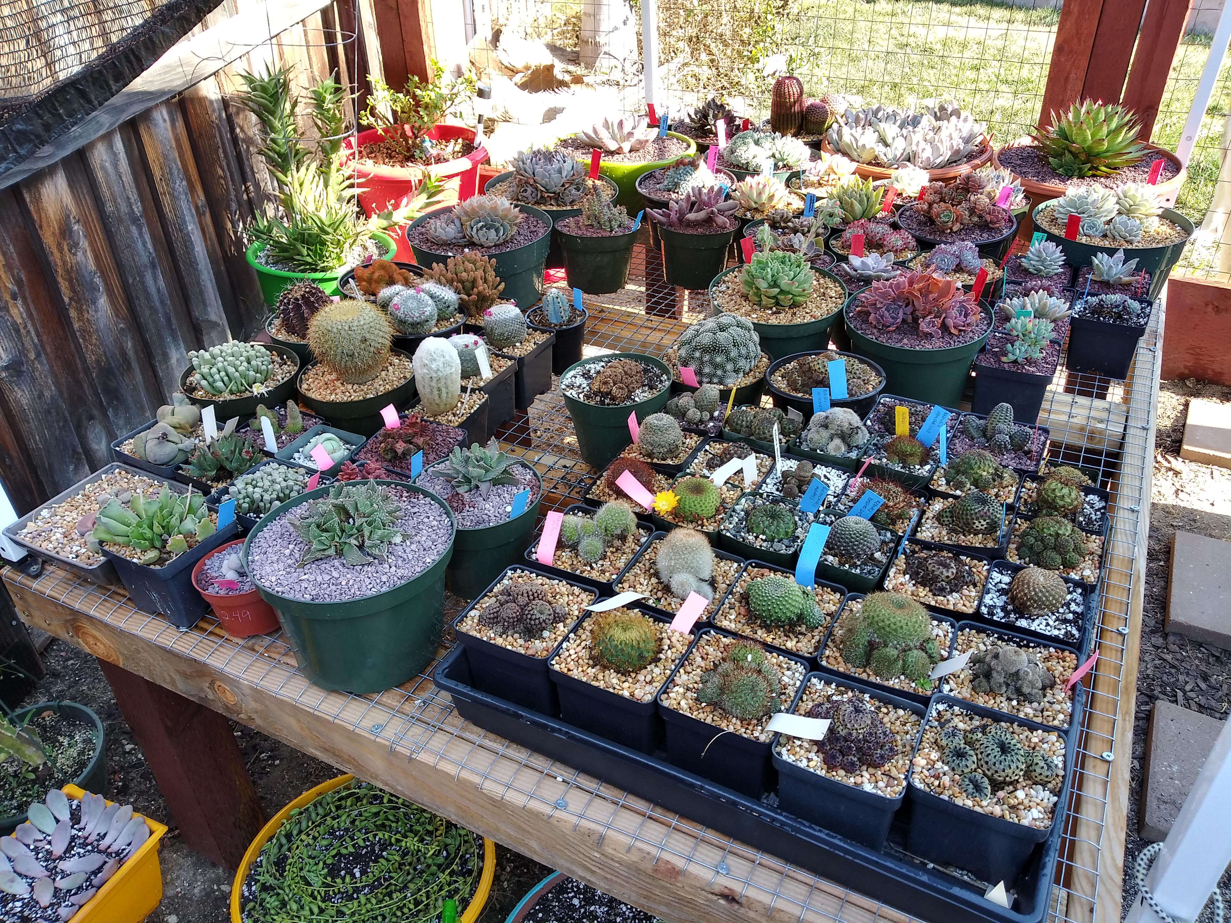 Ready for spring! succulents