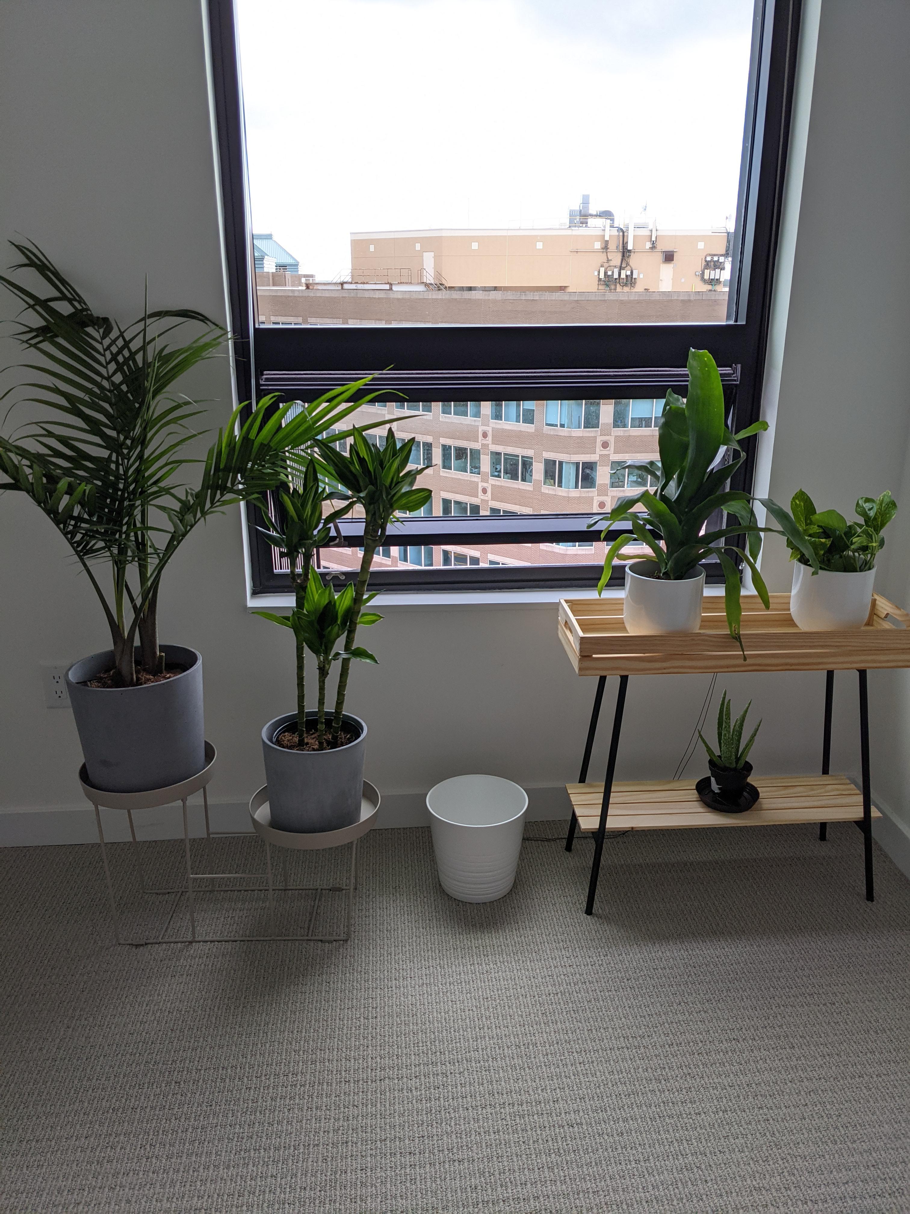 New Beginnings = New Plants! Any advice for a newbie? r/houseplants