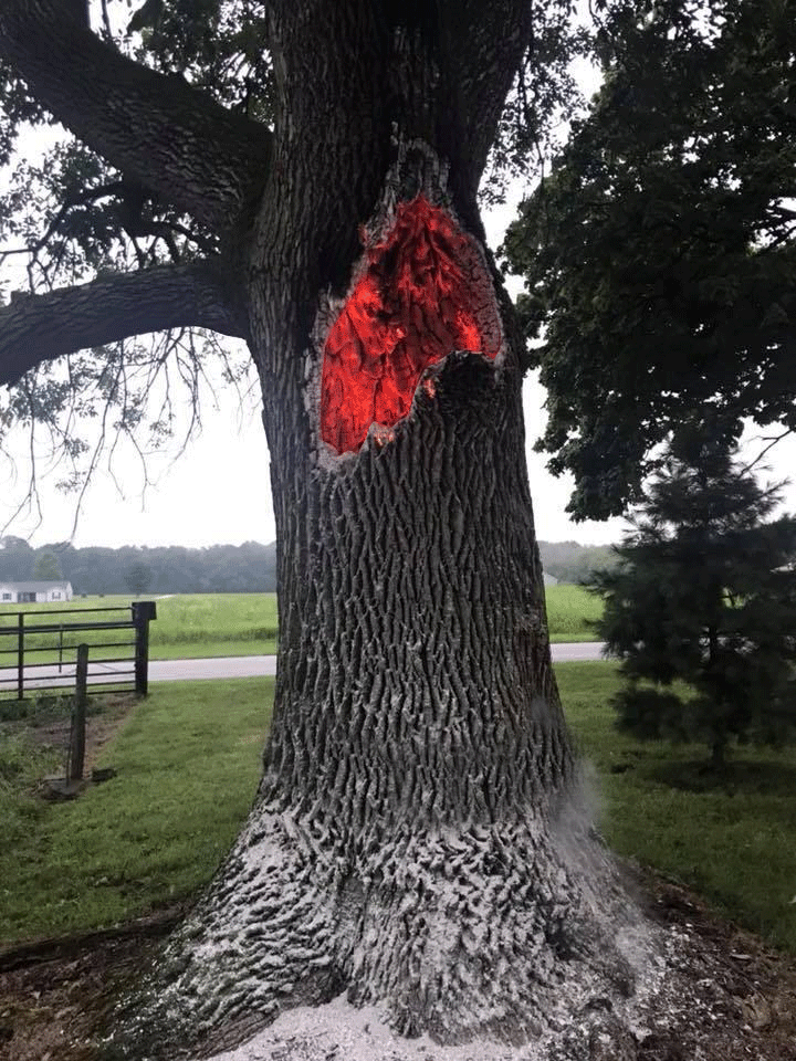PsBattle This tree that was struck by lightning