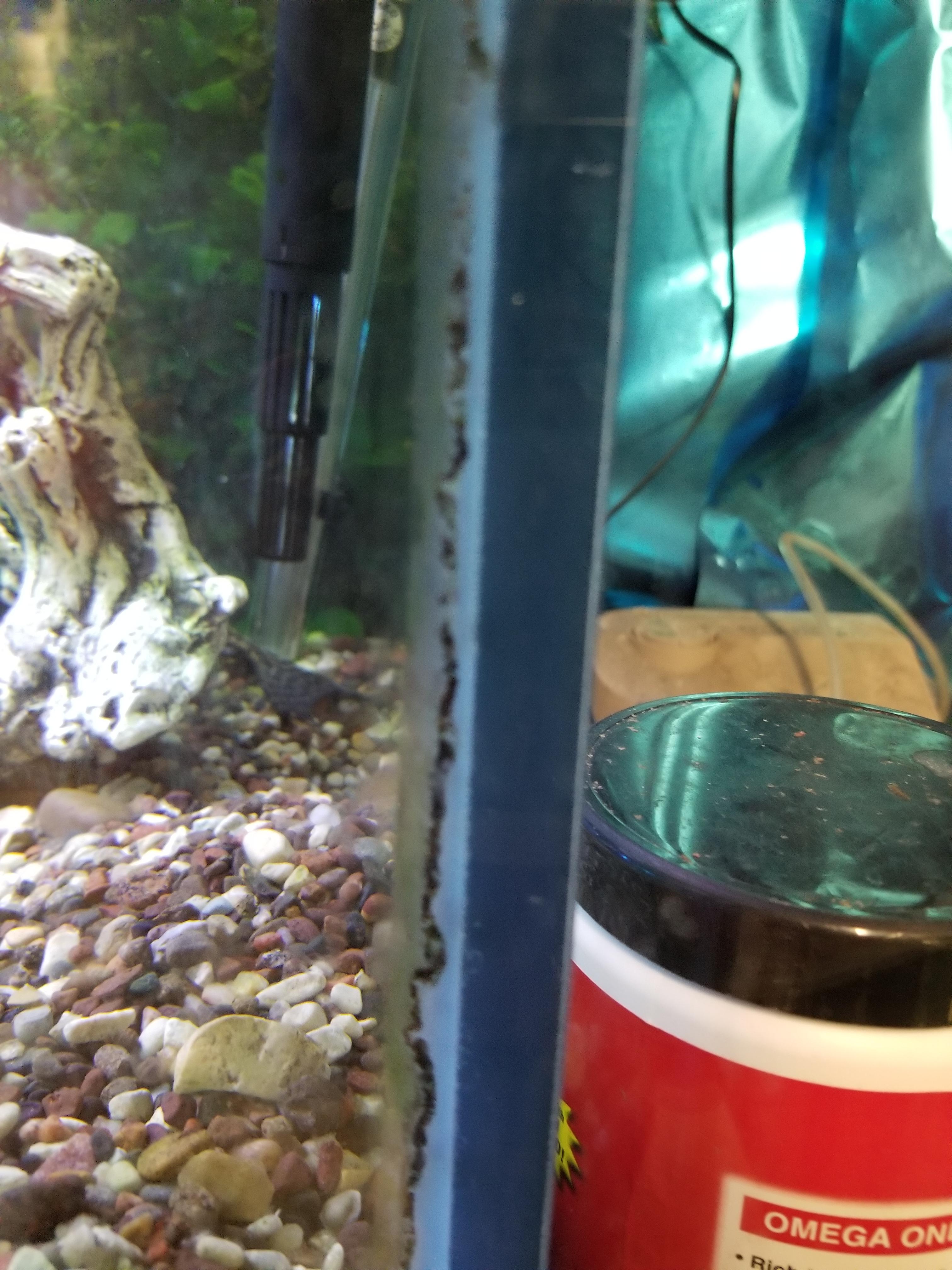 Algae under the silicone? r/Aquariums