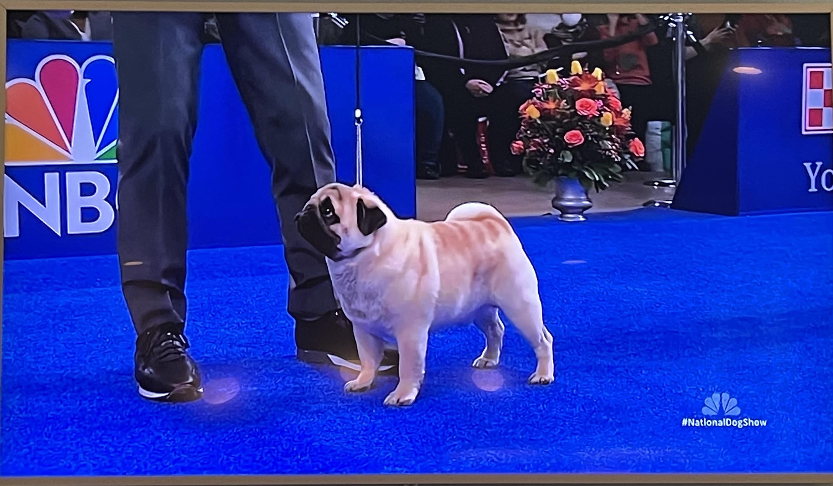 Rocky the Pug in yesterday’s National Dog Show (placed 3rd in the Toy
