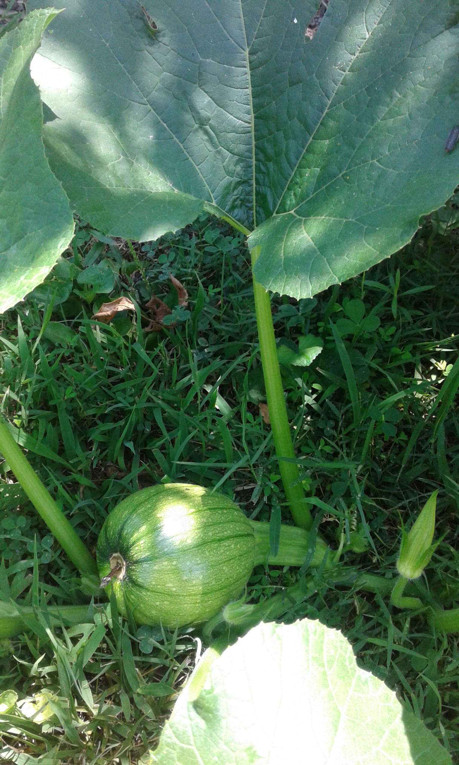 Watermelon or Pumpkin? r/gardening