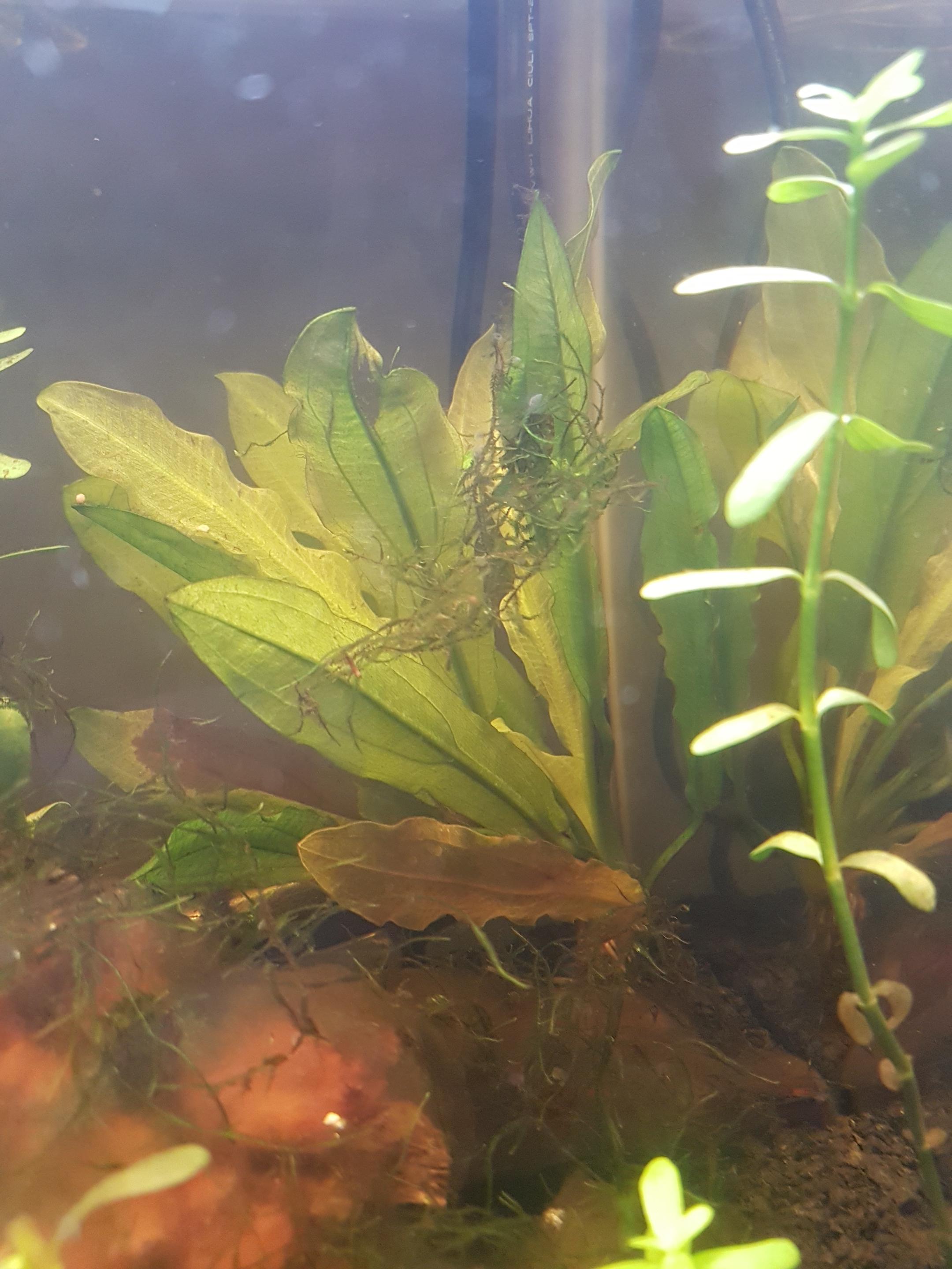 Amazon sword turned brown/yellow been in tank for 10days will it pull