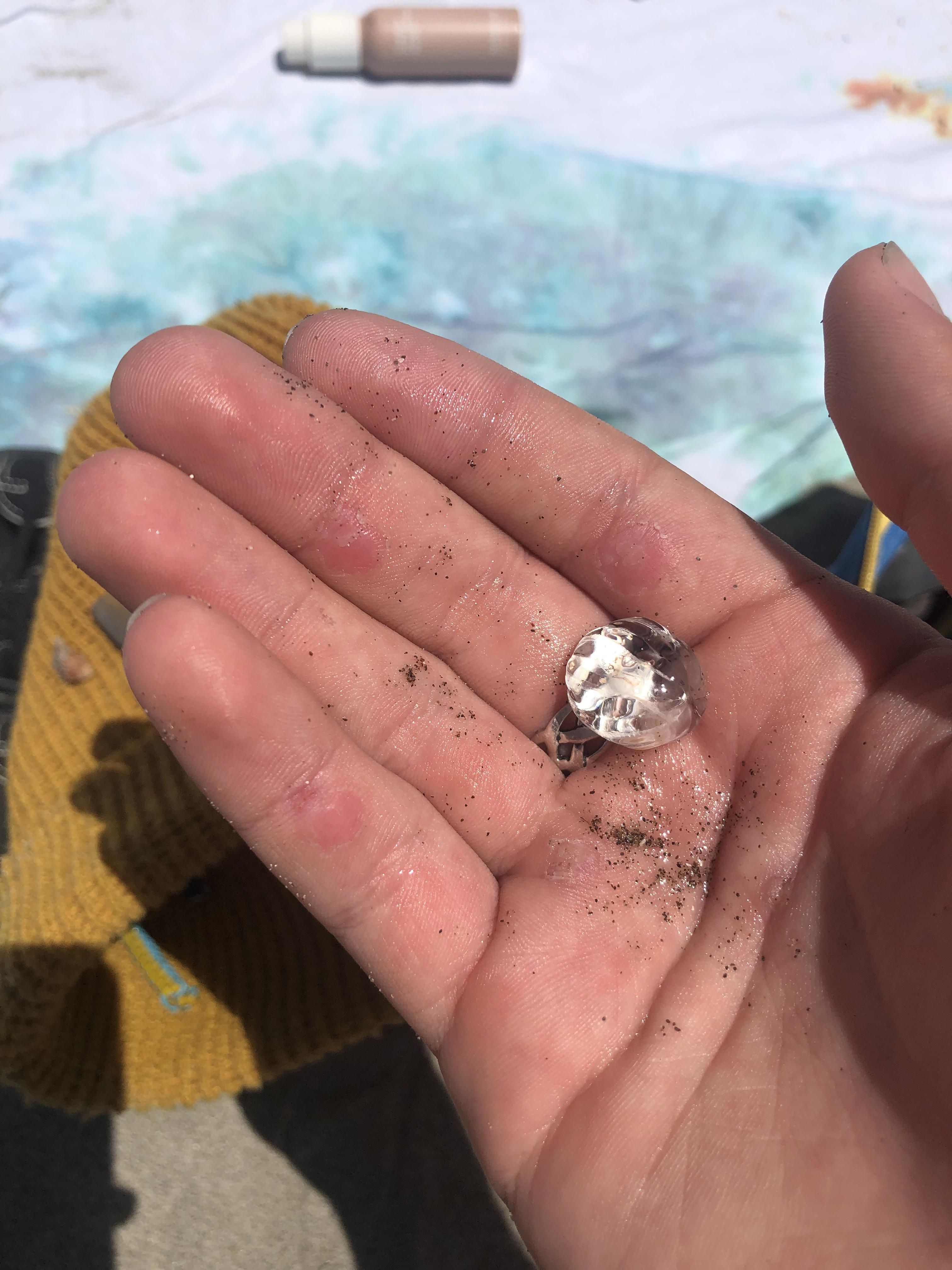 Found this lil jelly over at Stinson Beach, CA (OC) r/marinebiology