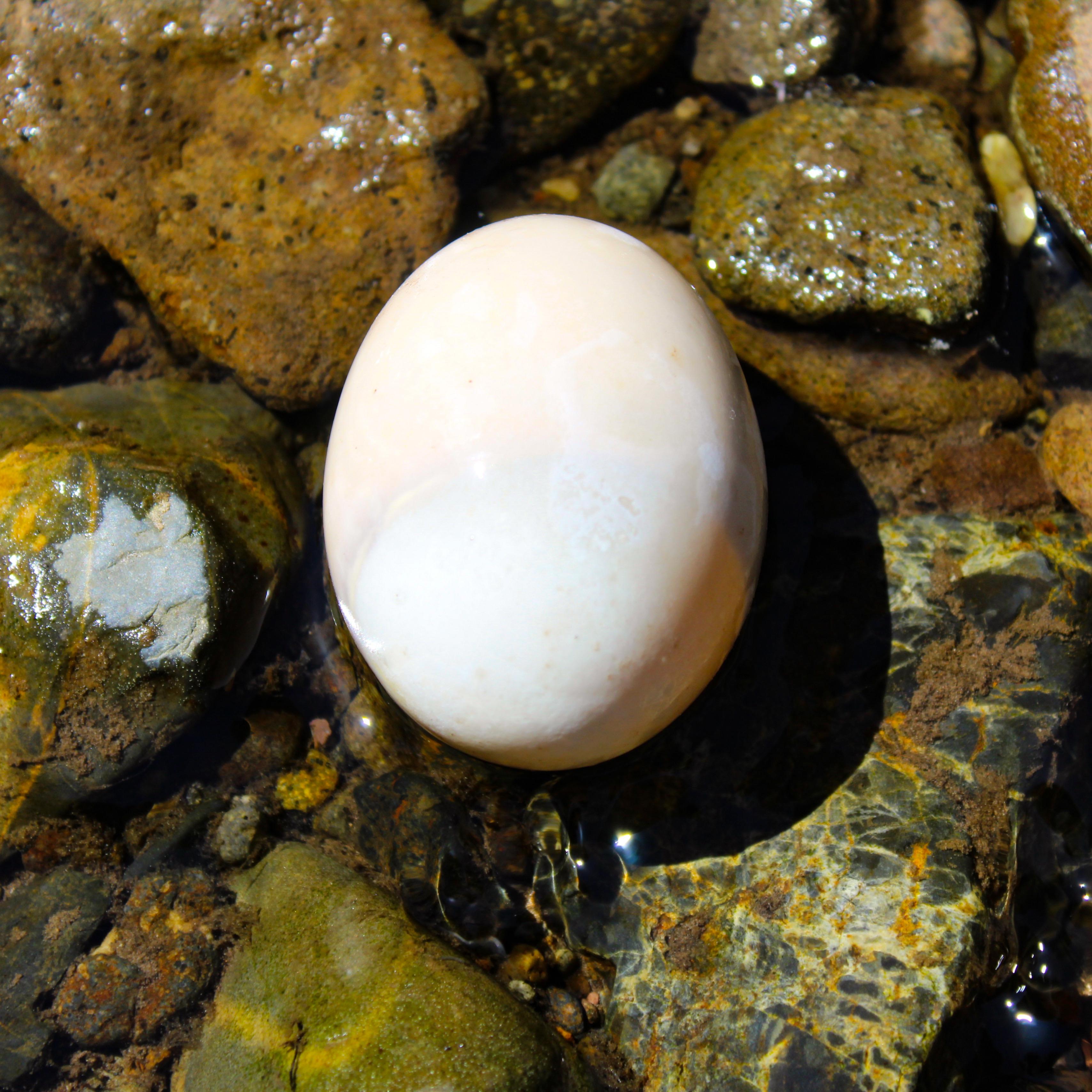 Anyone have an idea of what this egg might be? It was spotted by itself