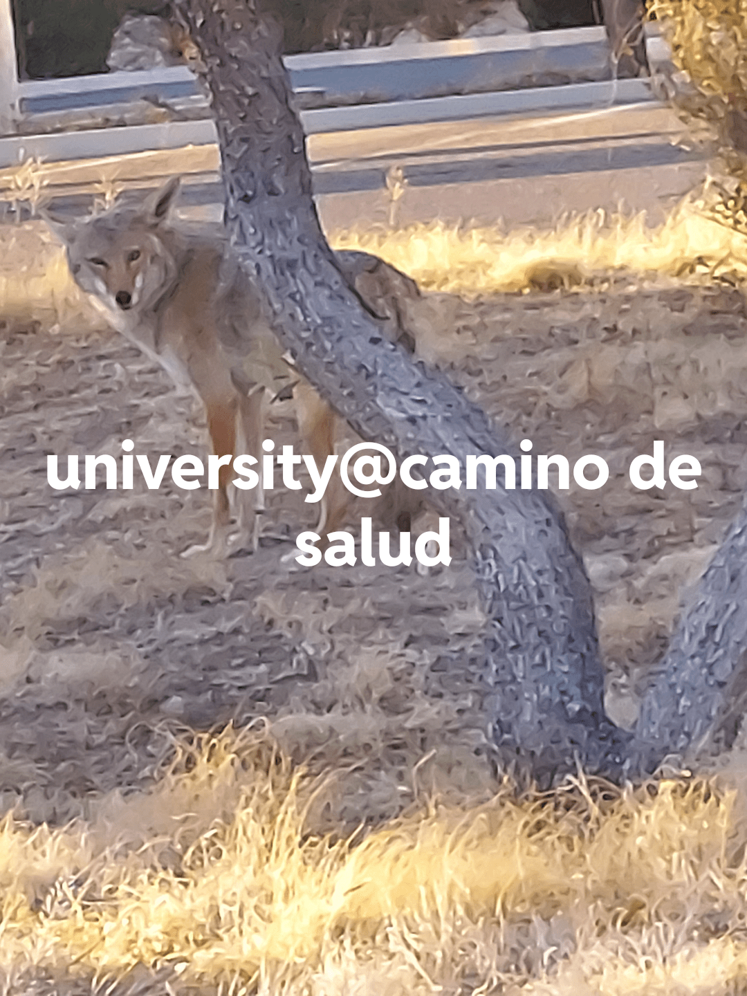 Coyote? r/Albuquerque