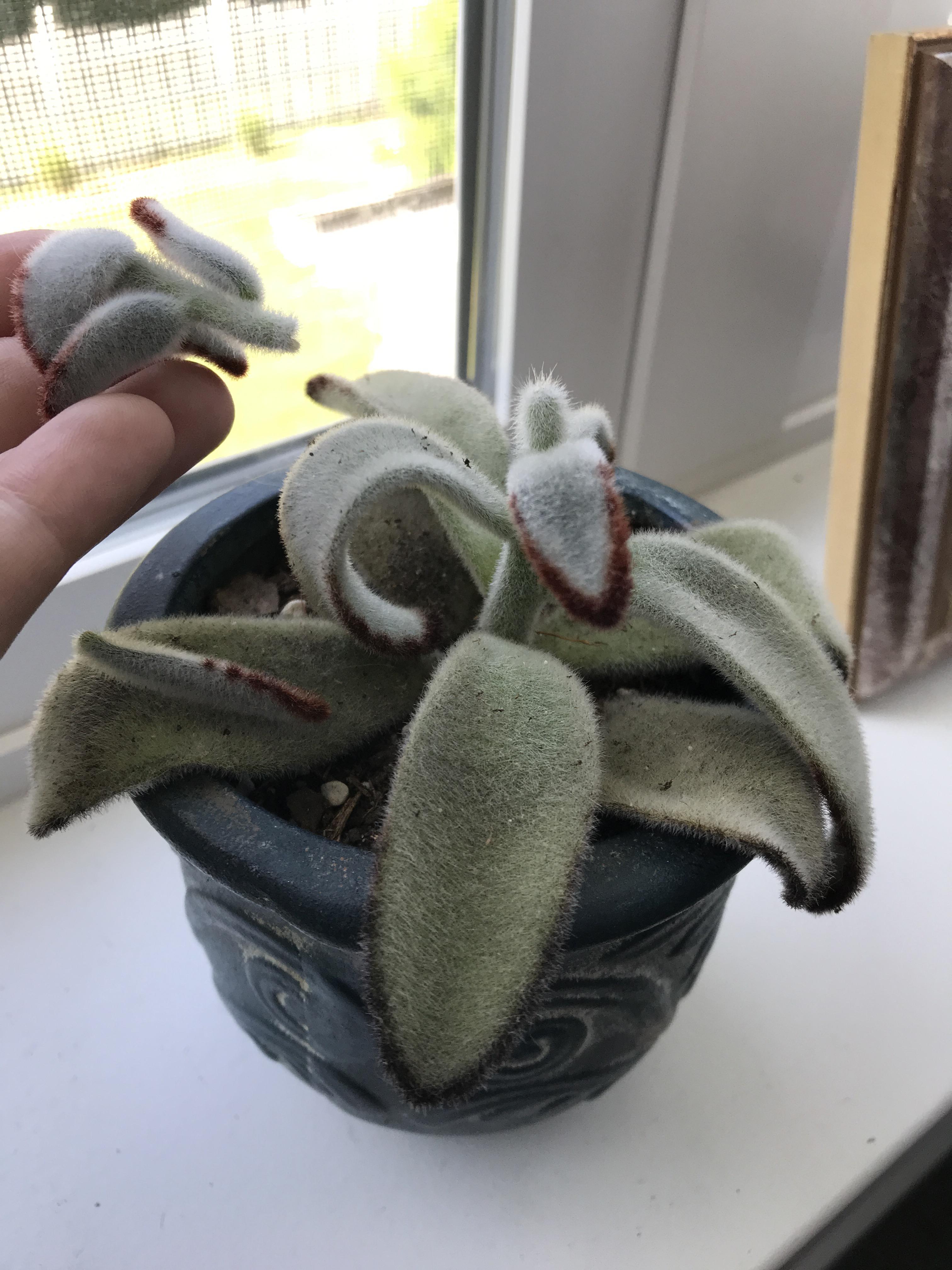 Found my succulent with the top part broken off. What should I do? r