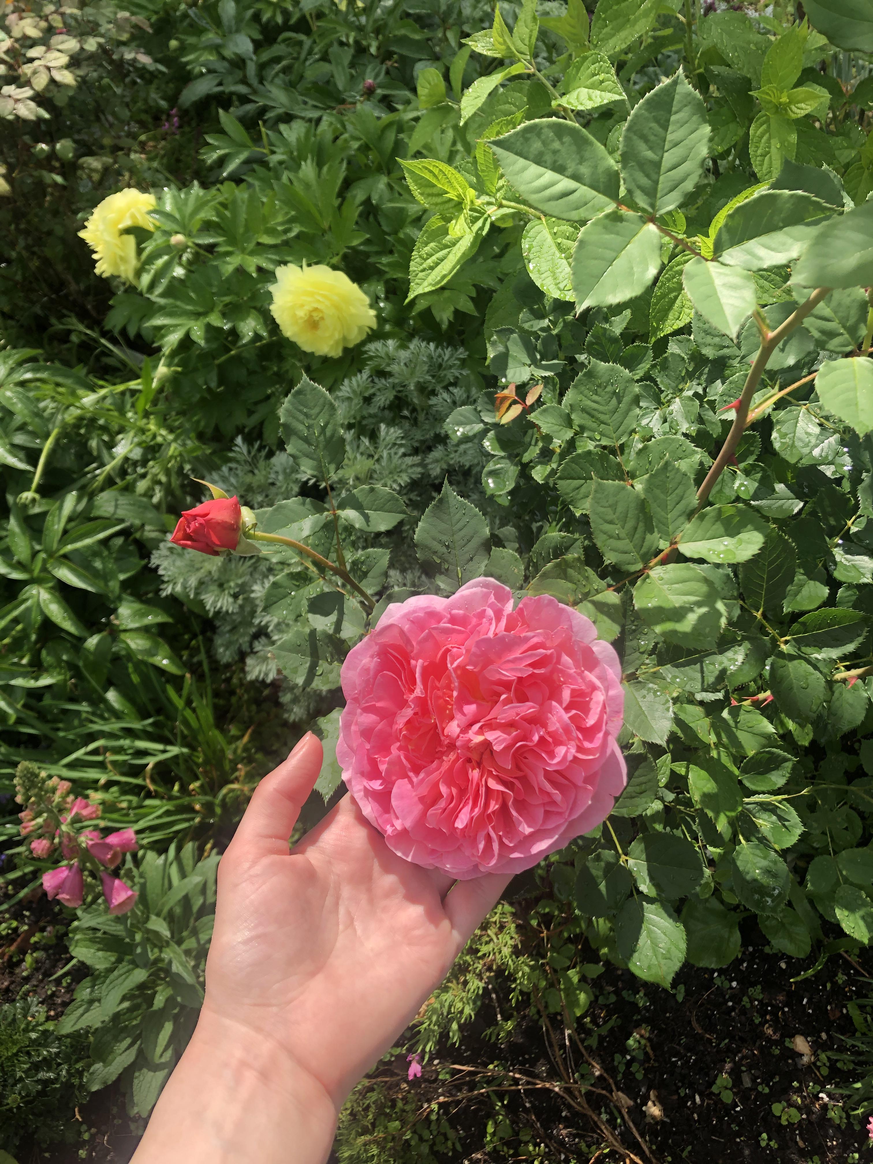 Counting the days until my roses come back in bloom. This one’s