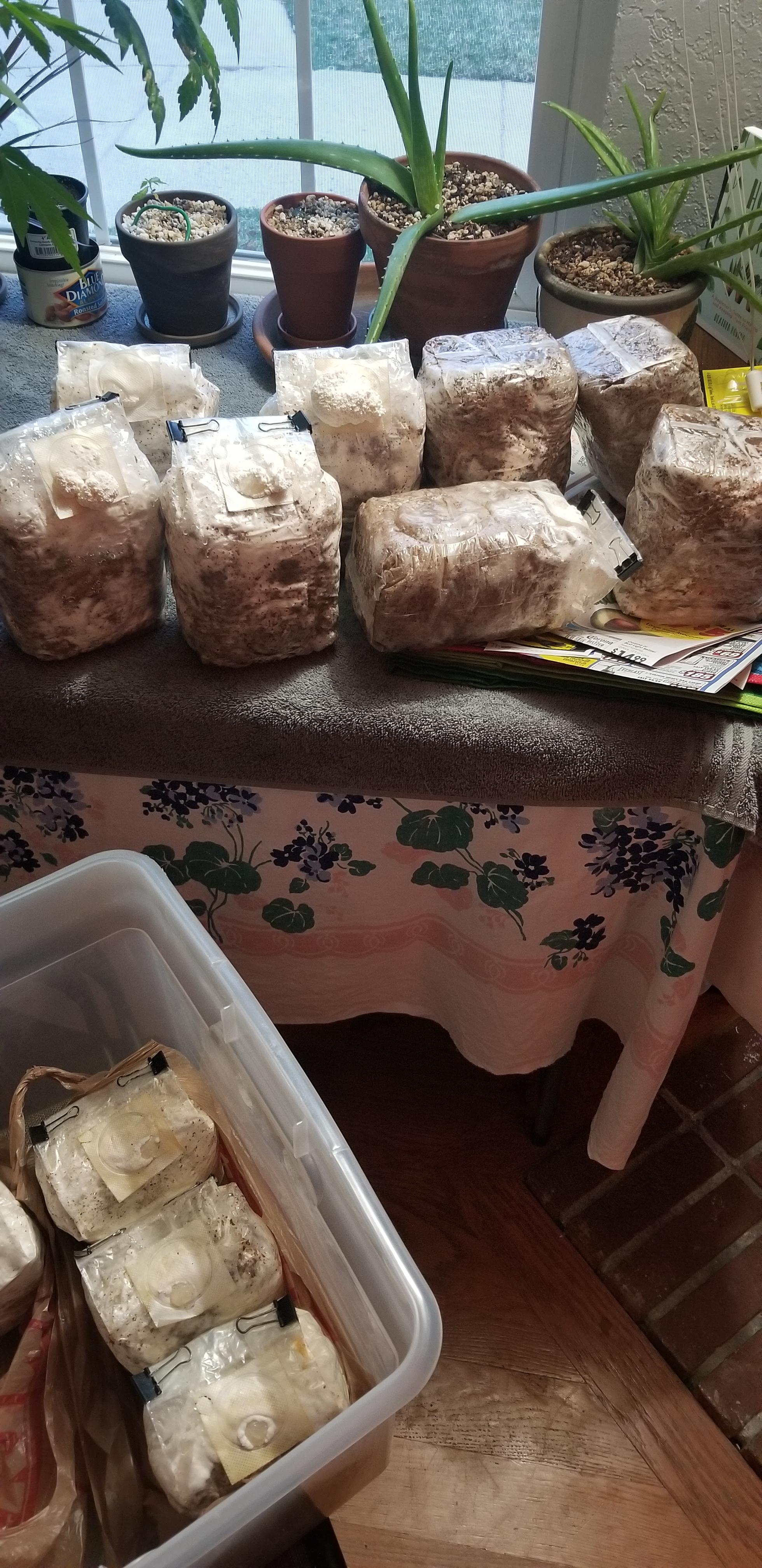 Lion's Mane growing through the patch...Its probably colonized but I'm