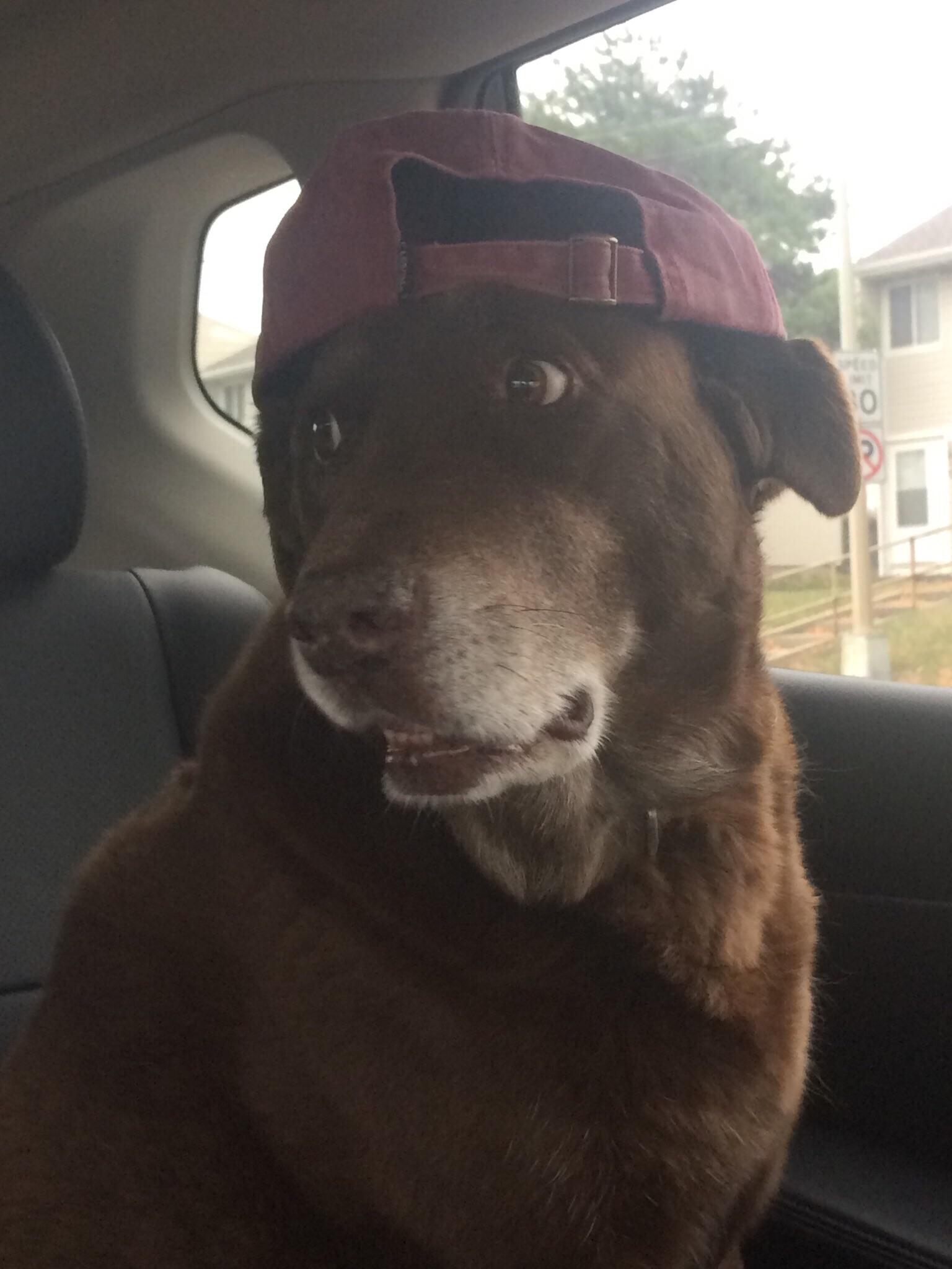 My dog died last summer and you guys helped me recover so you deserve a