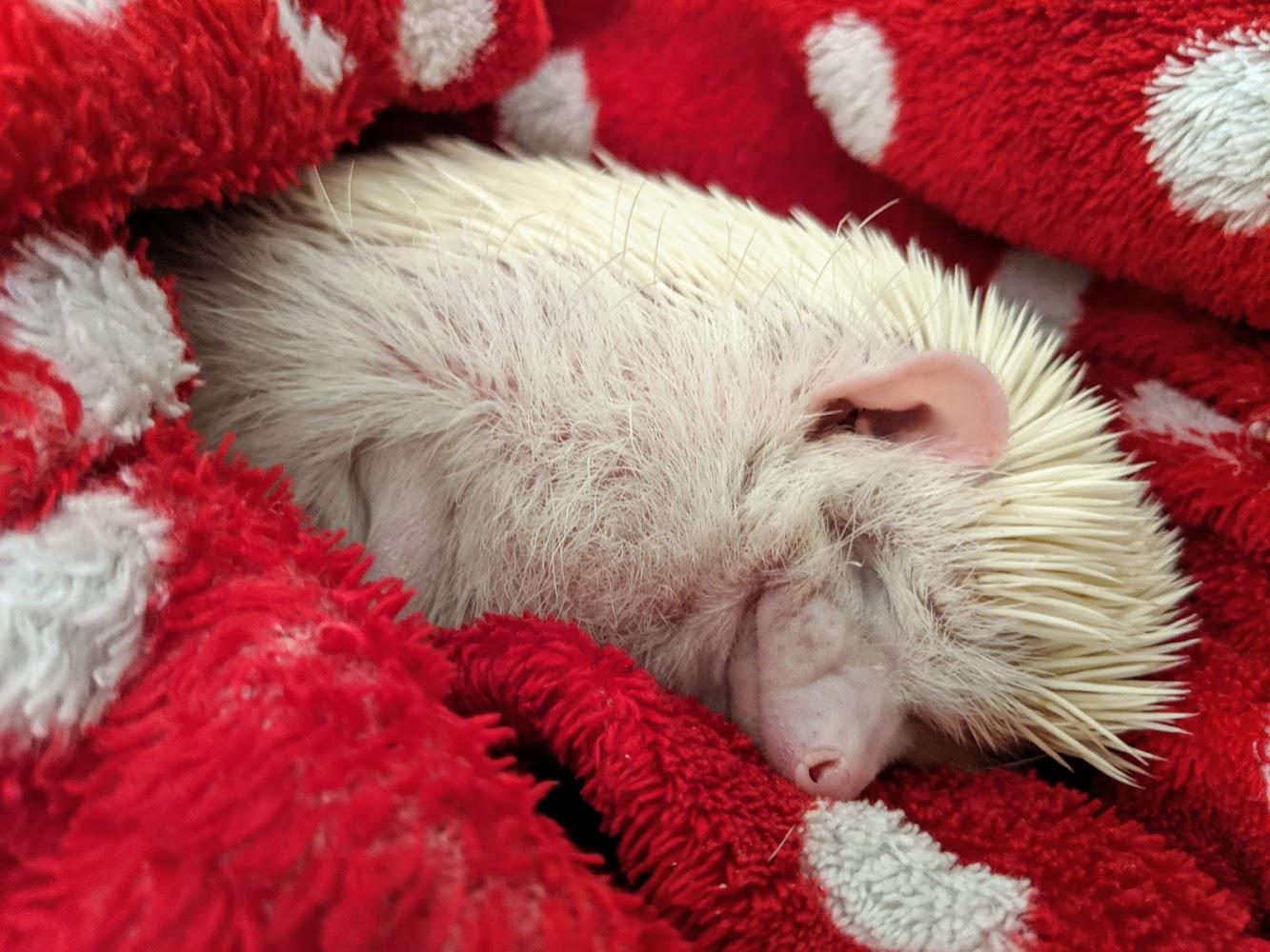 My Hedgehog Likes to sleep in blankets r/Eyebleach