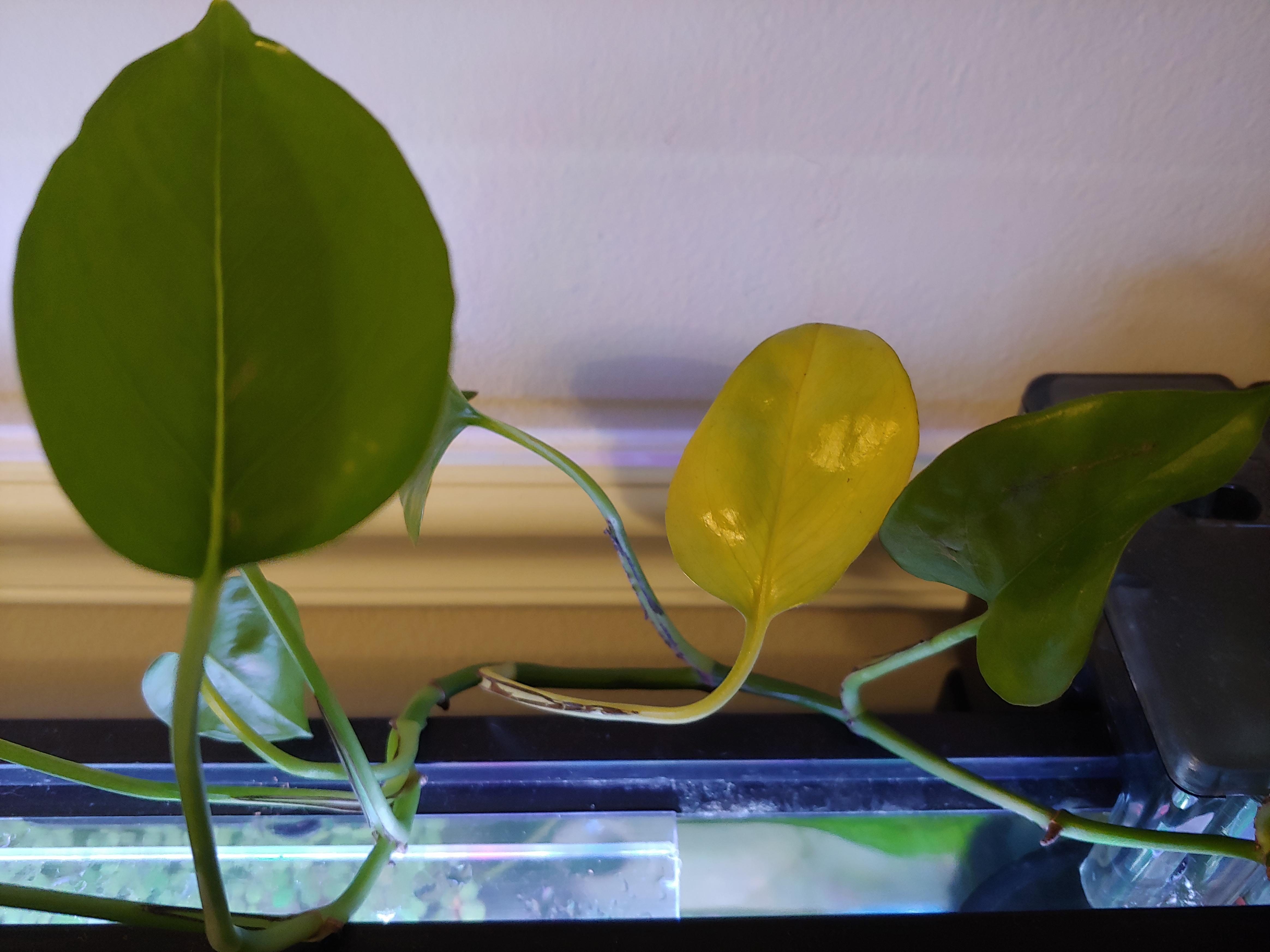 Why is this leaf yellowing? Too much light? It is on top of my aquarium