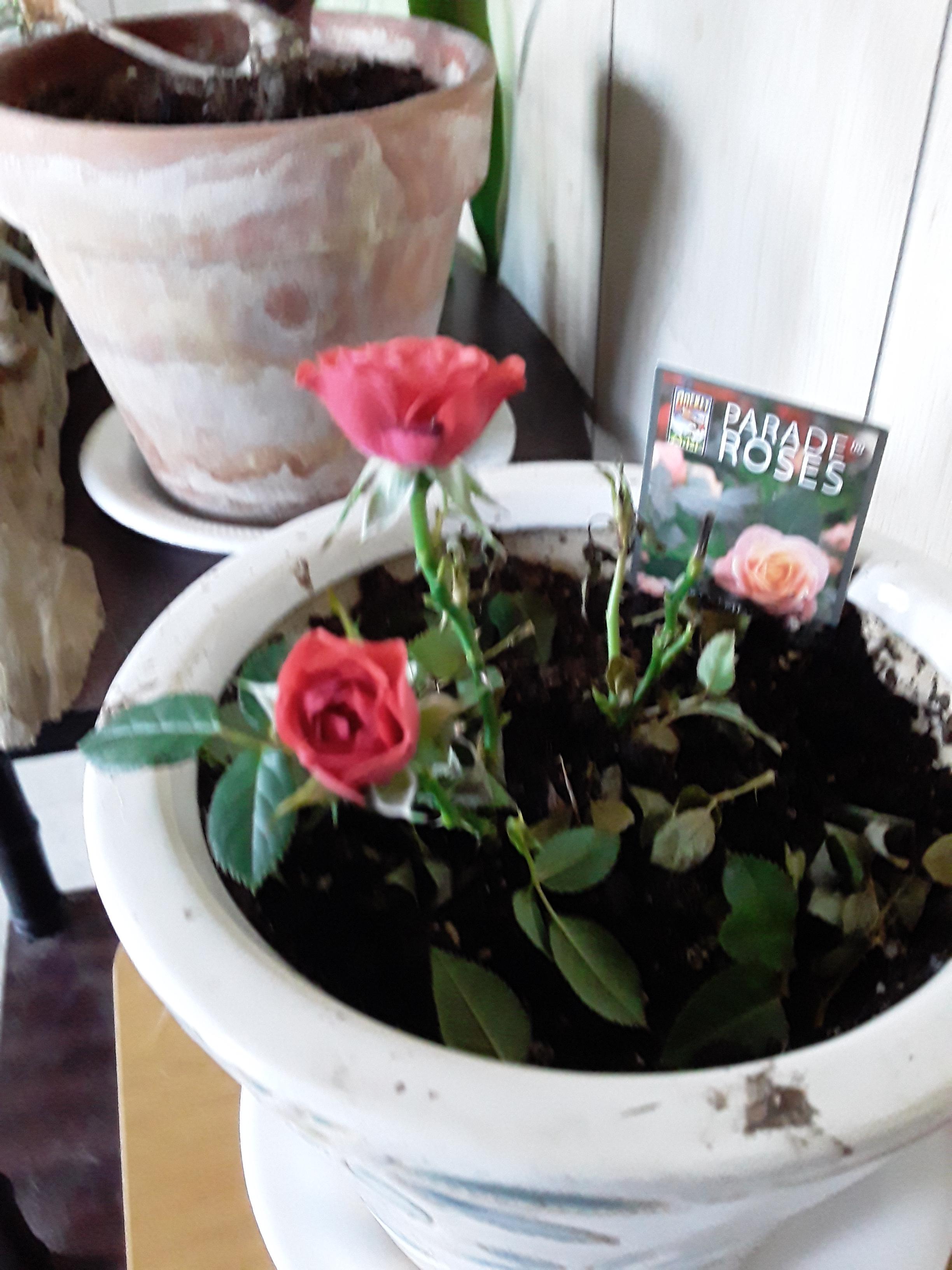 Bought this tiny mini rose at Walmart. Brought it home, repotted and