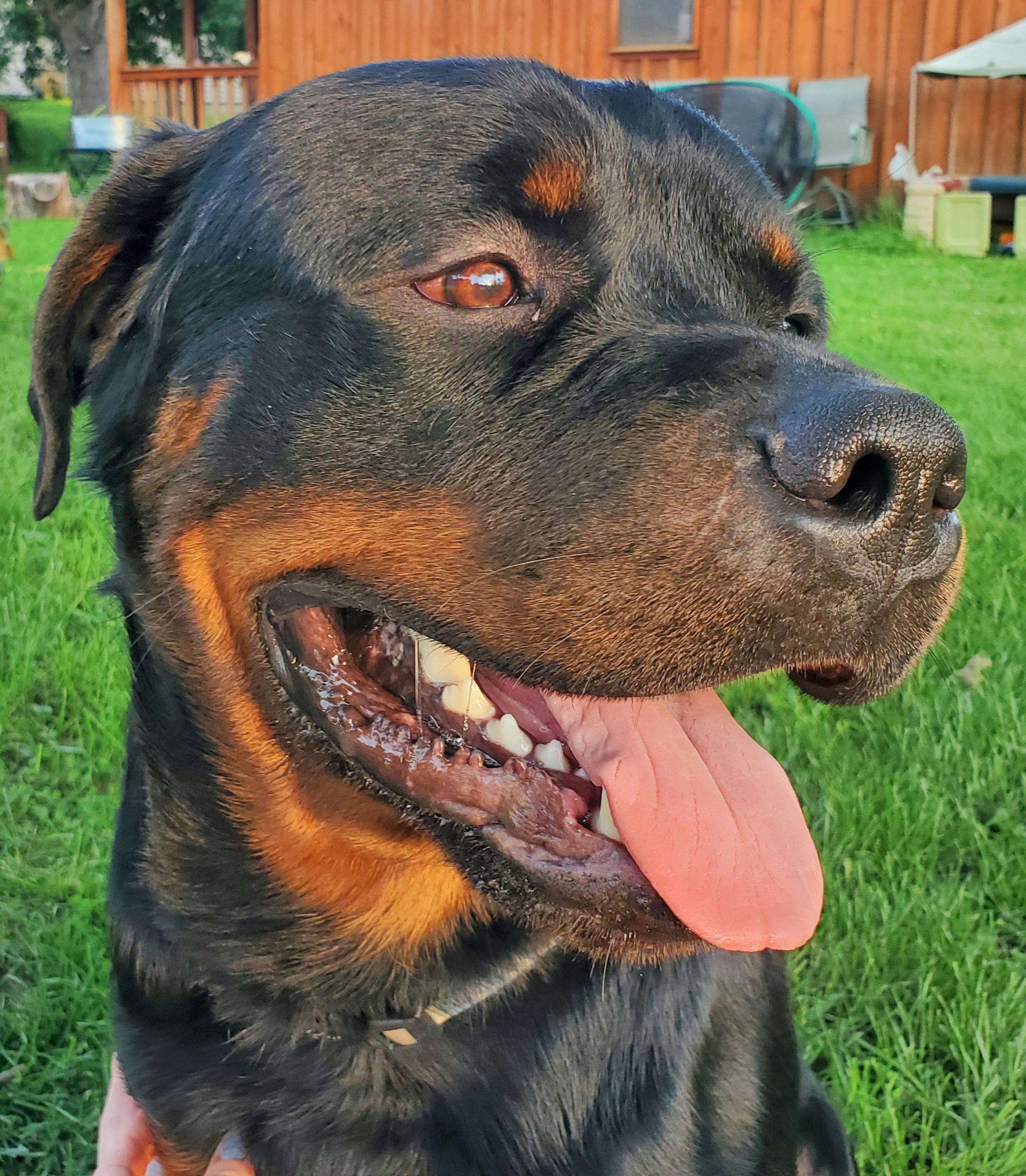 Our handsome boy Rogan! Rottweiler