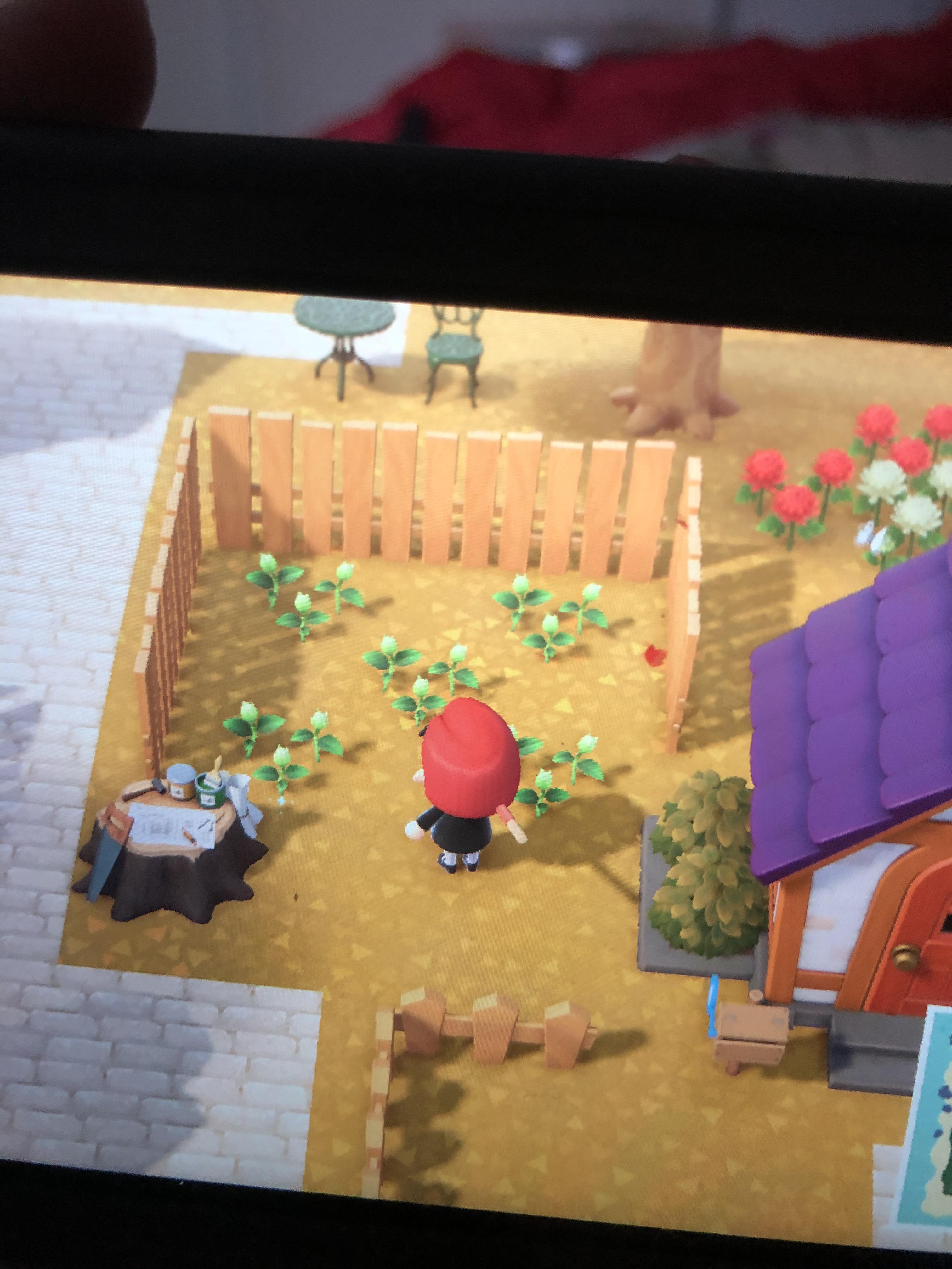 Is this the correct way to cross pollination flowers kinda new to all