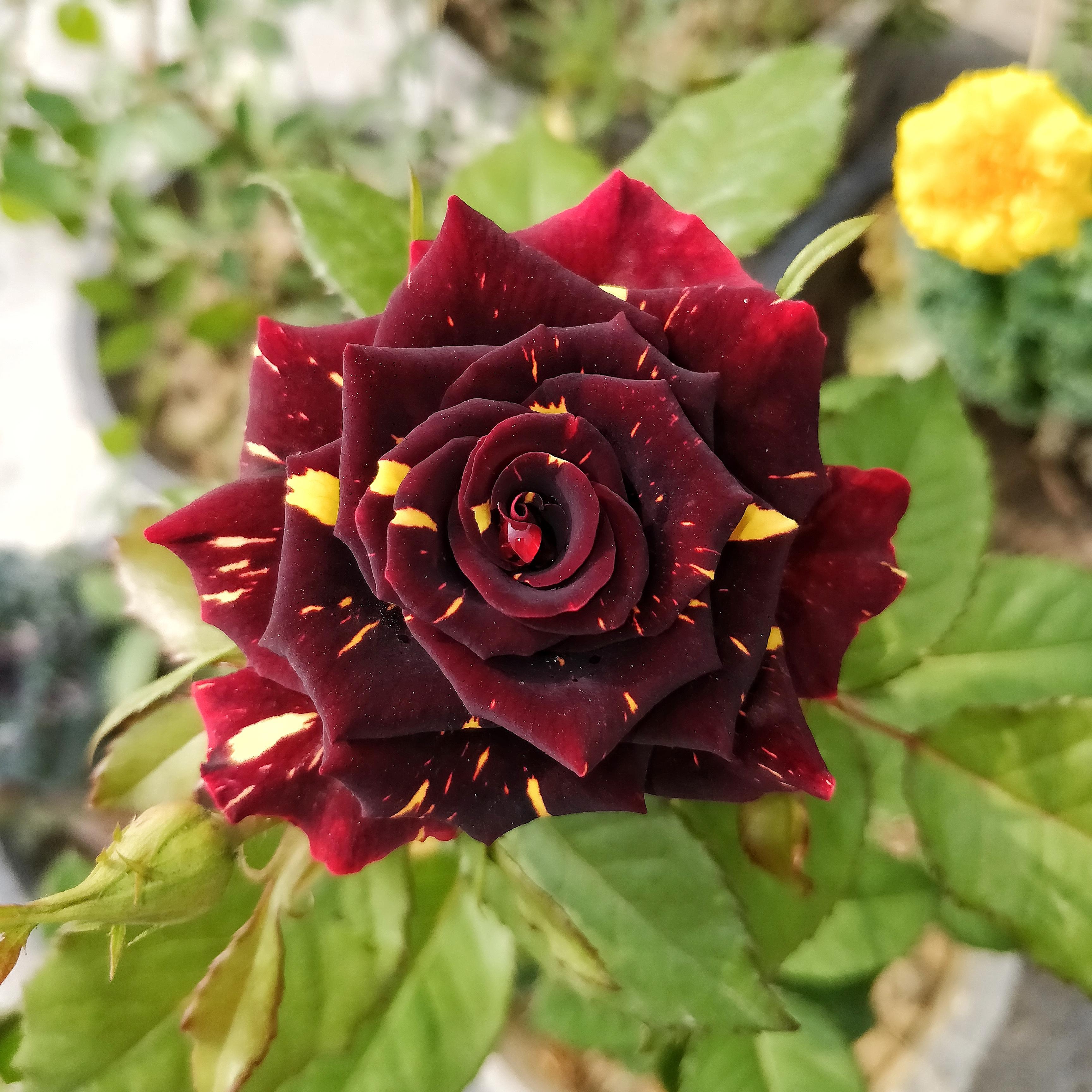 Tiger Stripe Red Rose. r/gardening