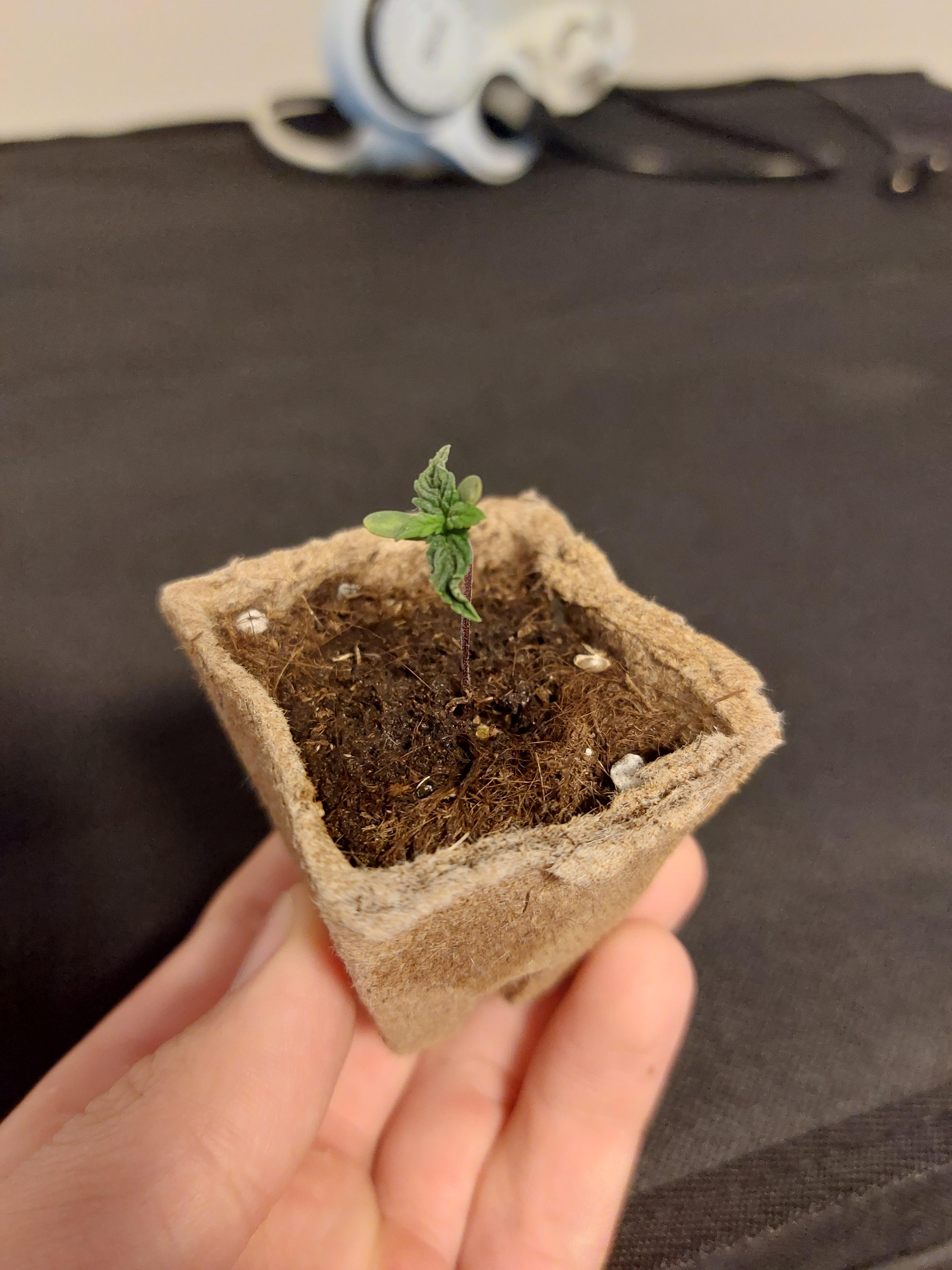 first grow my plant stopped growing. it's been like this for a couple