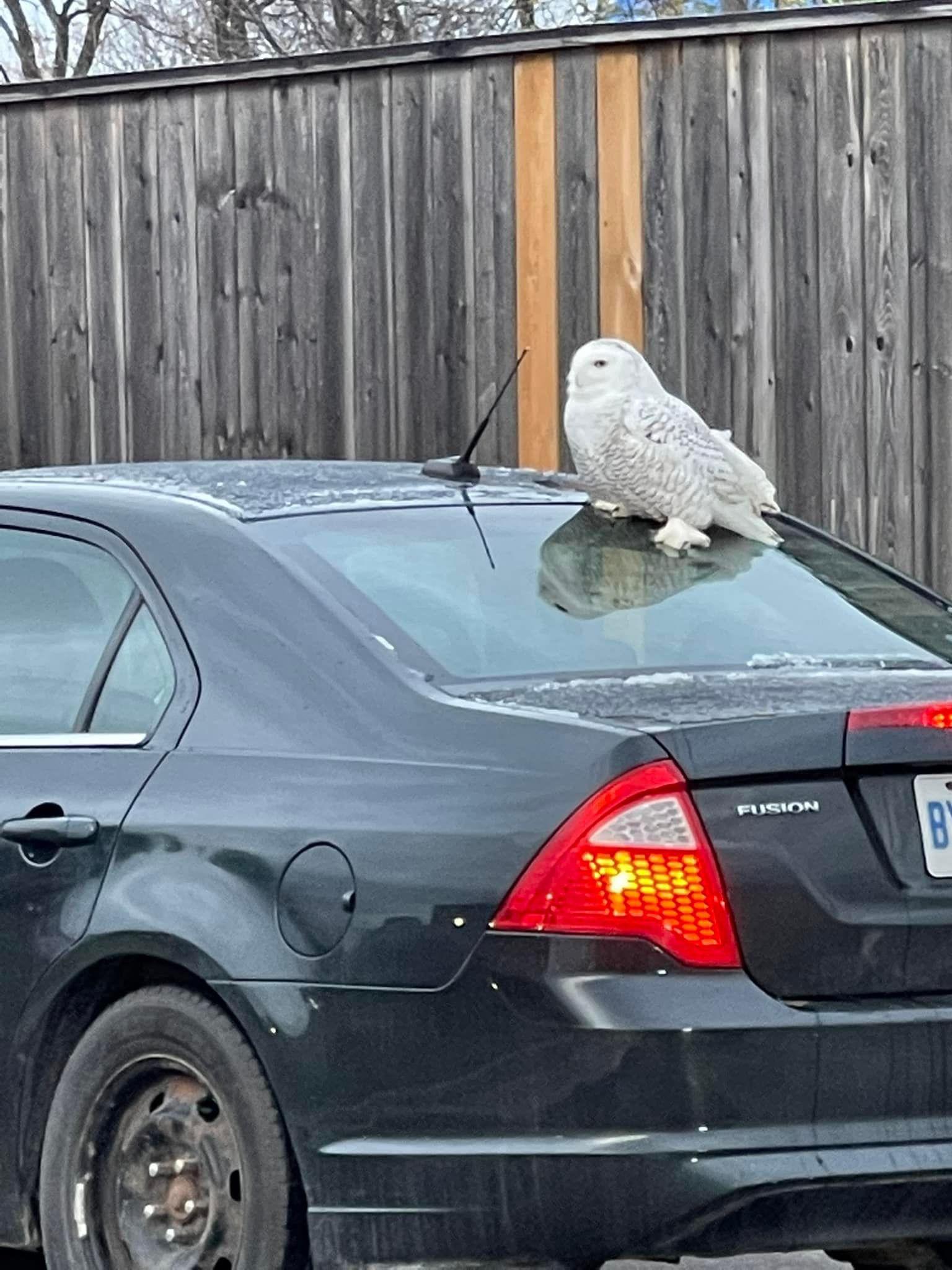 Fresh out of Collingwood, Ontario in a Tim Hortons drive thru. r
